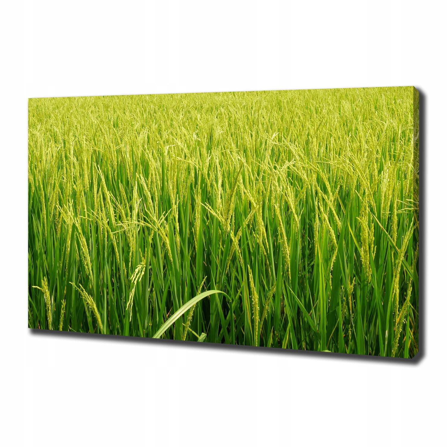 

Foto obraz canvas na ścianę Pole ryżowe 100x70 cm