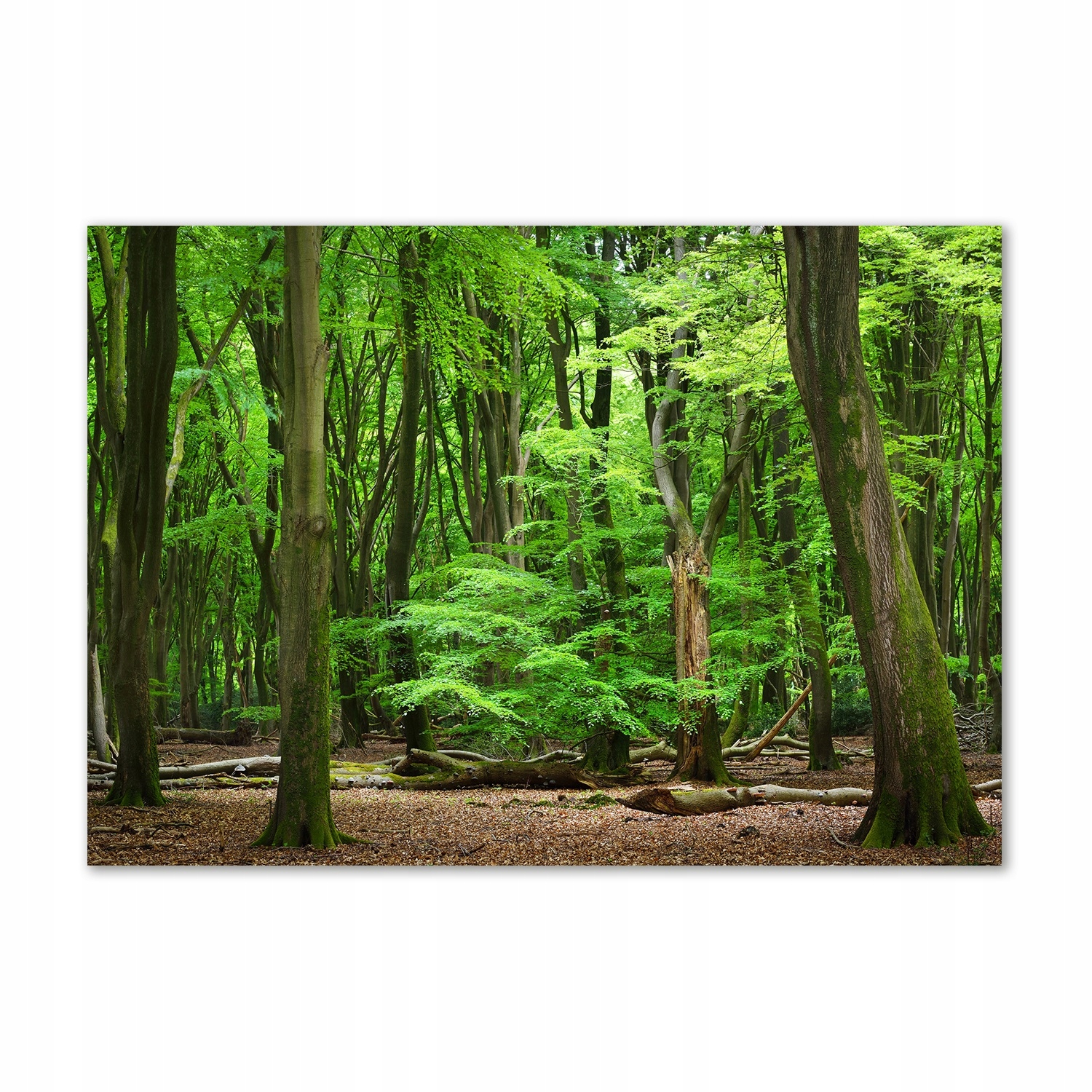 

Foto obraz szkło akryl Holenderski las 100x70cm