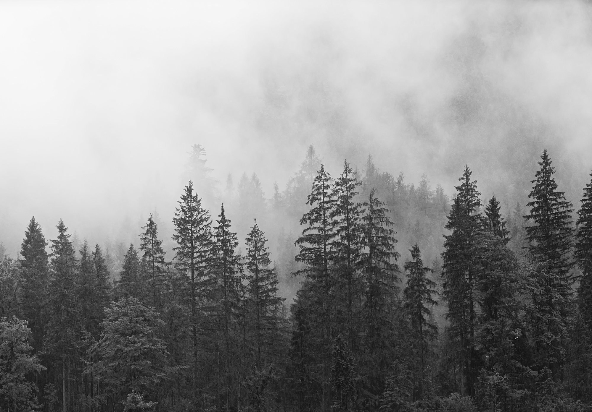 

Foto-tapeta na ścianę Tapeta Las We Mgle 416x254
