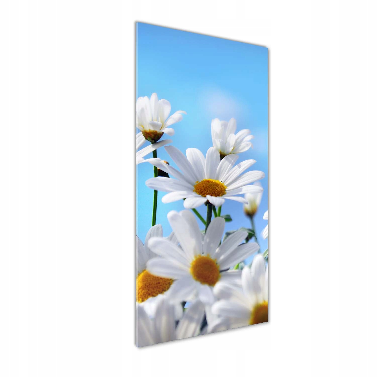 

Foto obraz szkło hartowane Stokrotki 50x125 cm