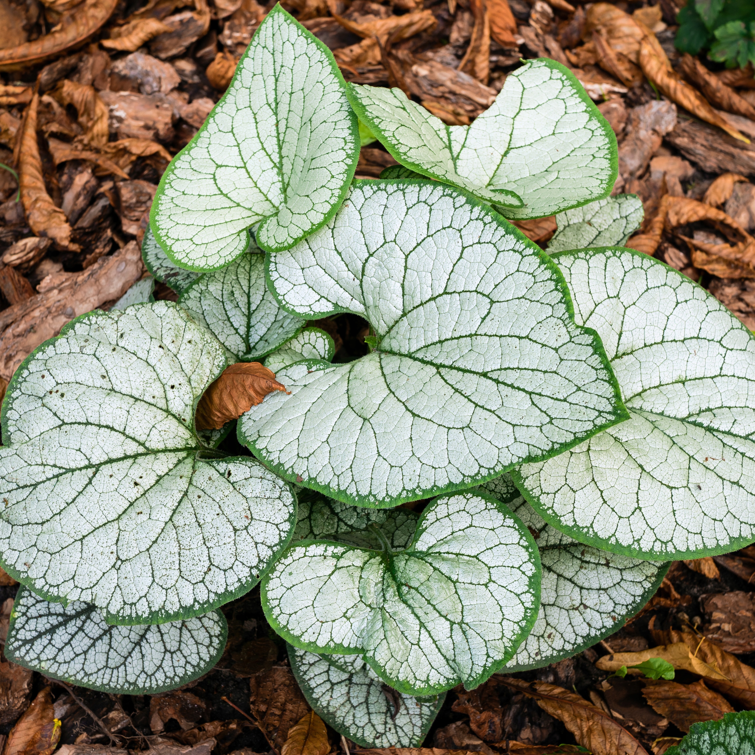 Brunera veľkolistá SILVER HEART Brunnera Na tieň Sadenice kvetináč 1L