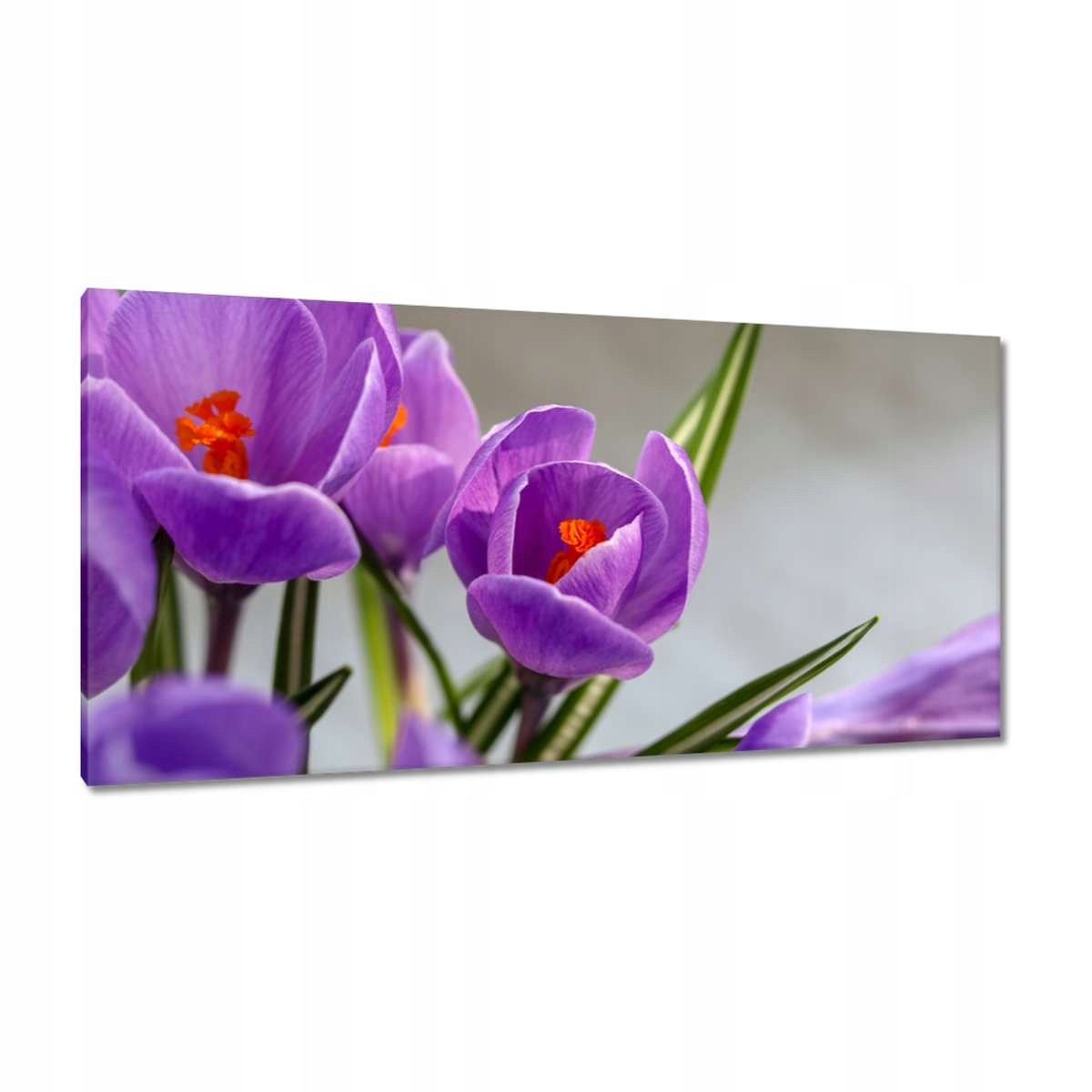 Obrazy 115x55 Krokus Květiny