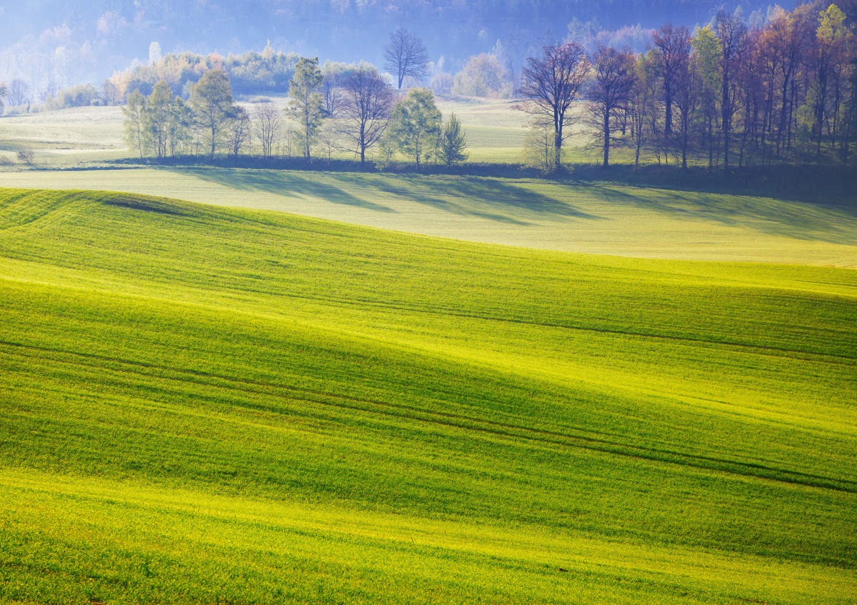 

Tapeta flizelinowa Łąka 312x219