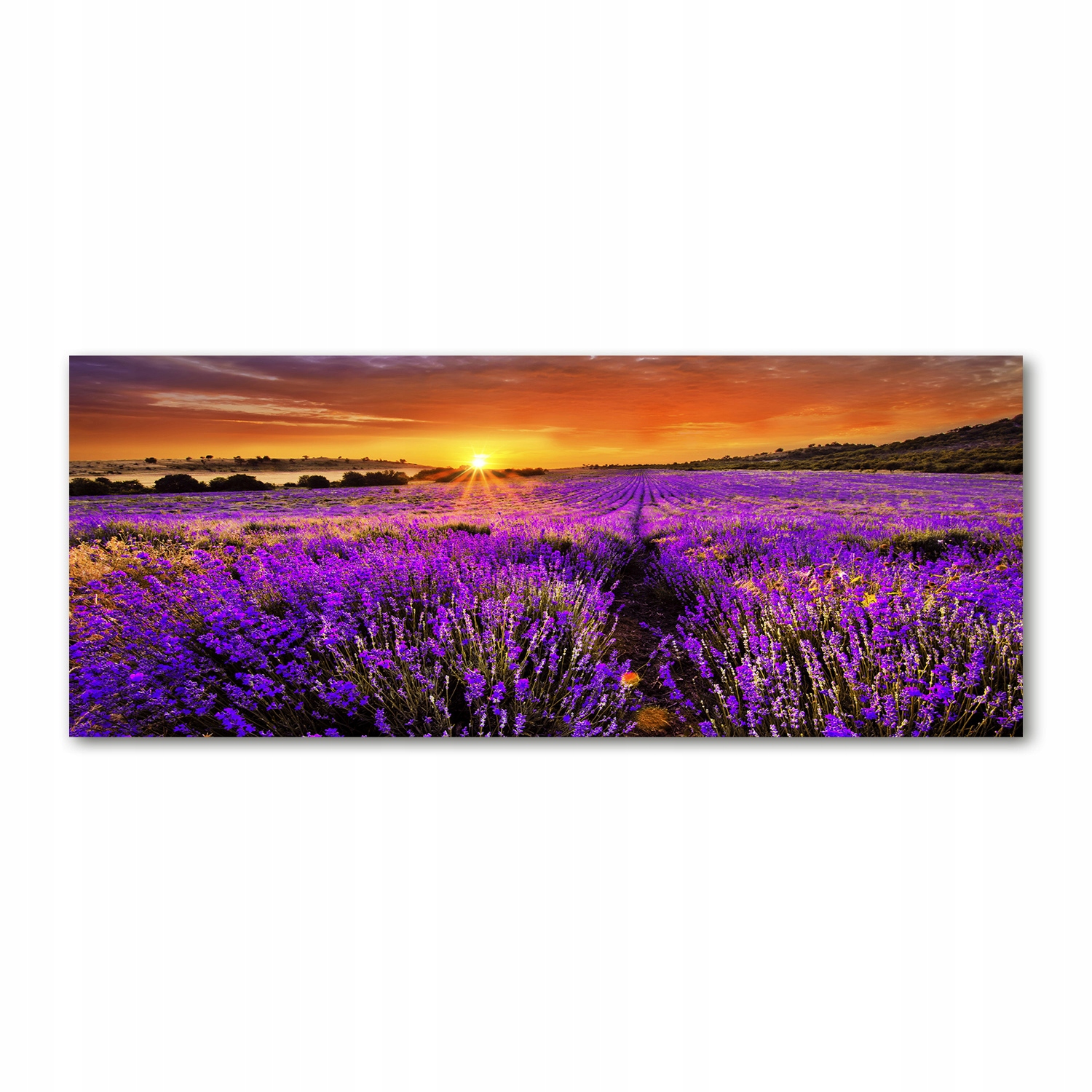 

Foto obraz akryl zdjęcie Pole lawendy 125x50 cm