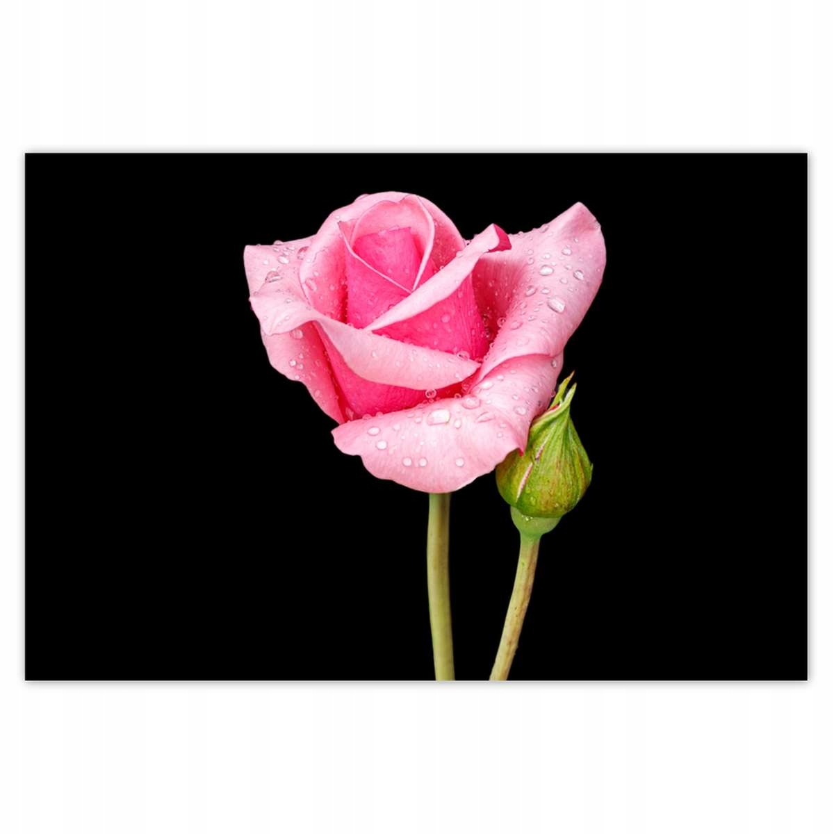 Plakáty 200x135 Pupen růžové růže