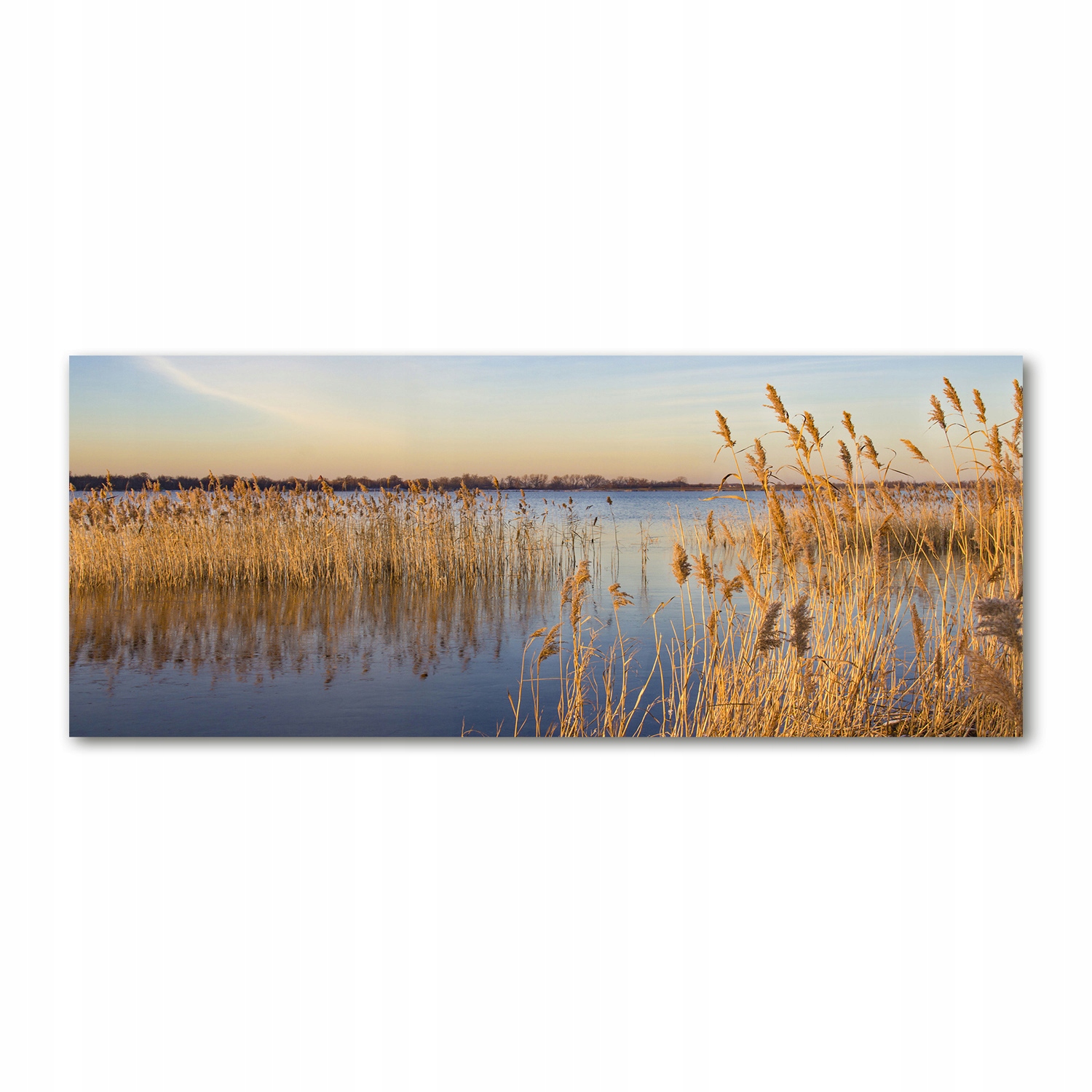

Foto obraz akryl zdjęcie Trzcina wodna 125x50 cm