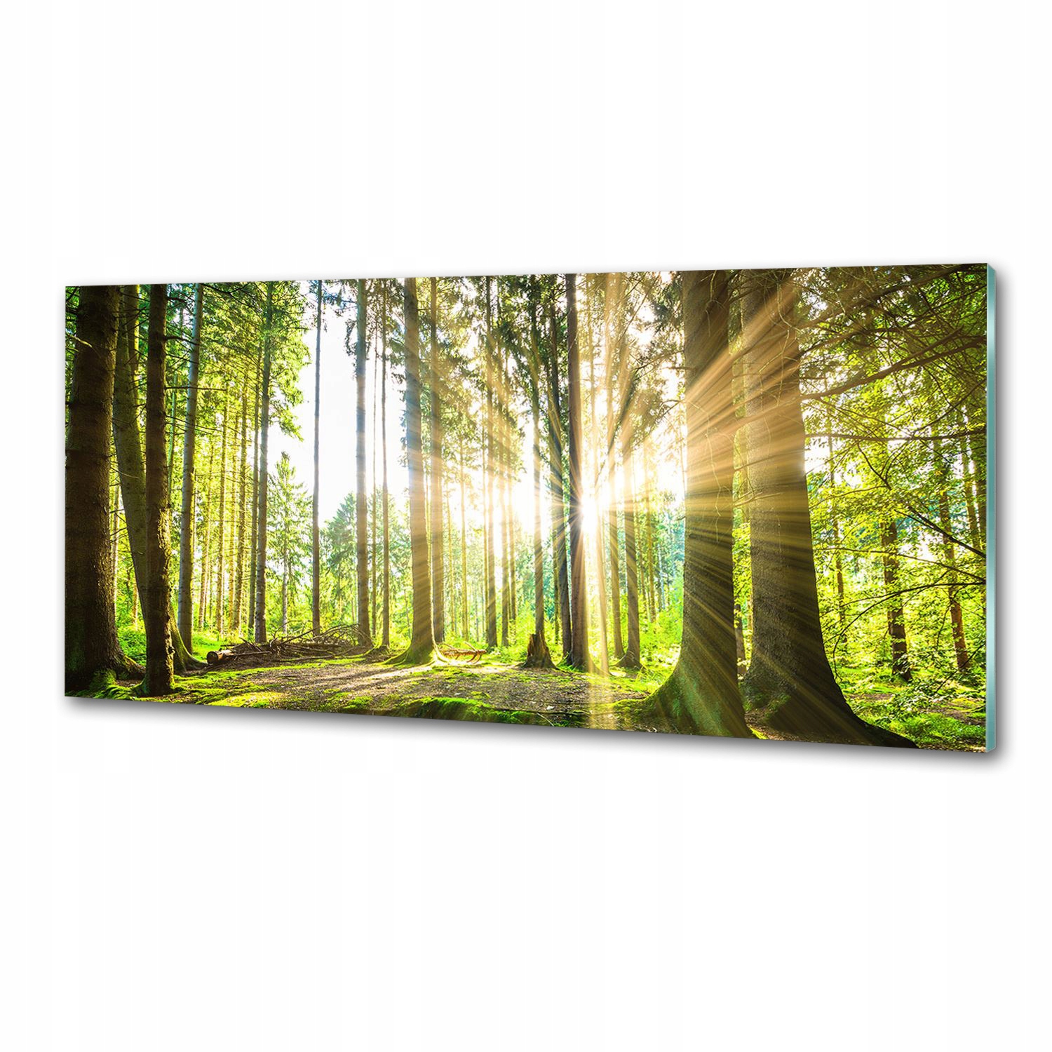 Panel dekor sklo Les na slnku 125x50 cm Lepidlo