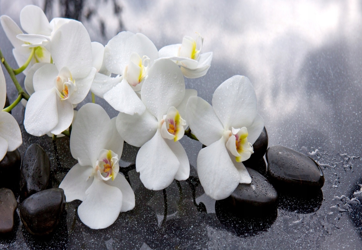 

Fototapeta Flizelinowa Orchidei Kamienie 152x104