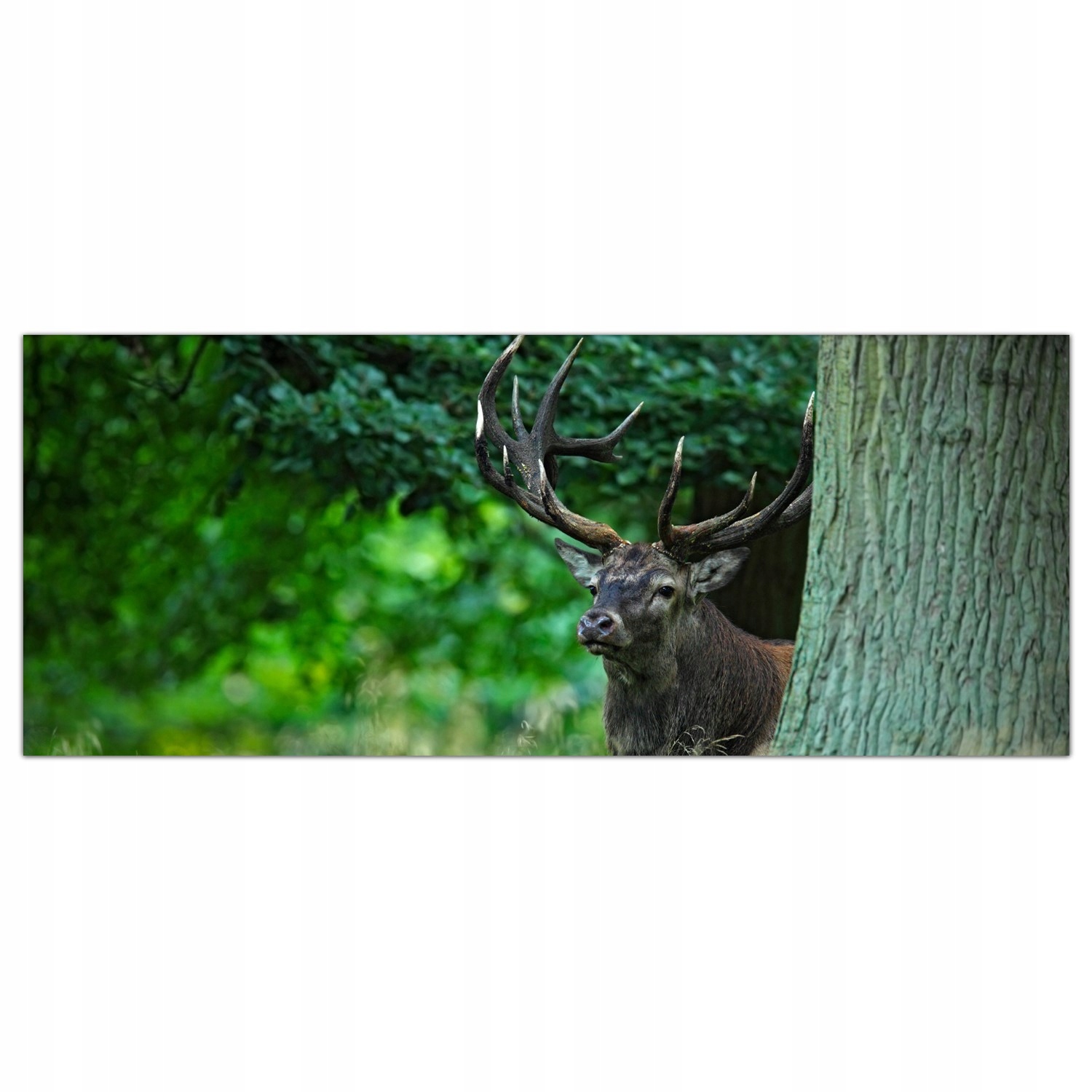 

Obraz Szklany Foto-obraz Jeleń Las Natura 125x50