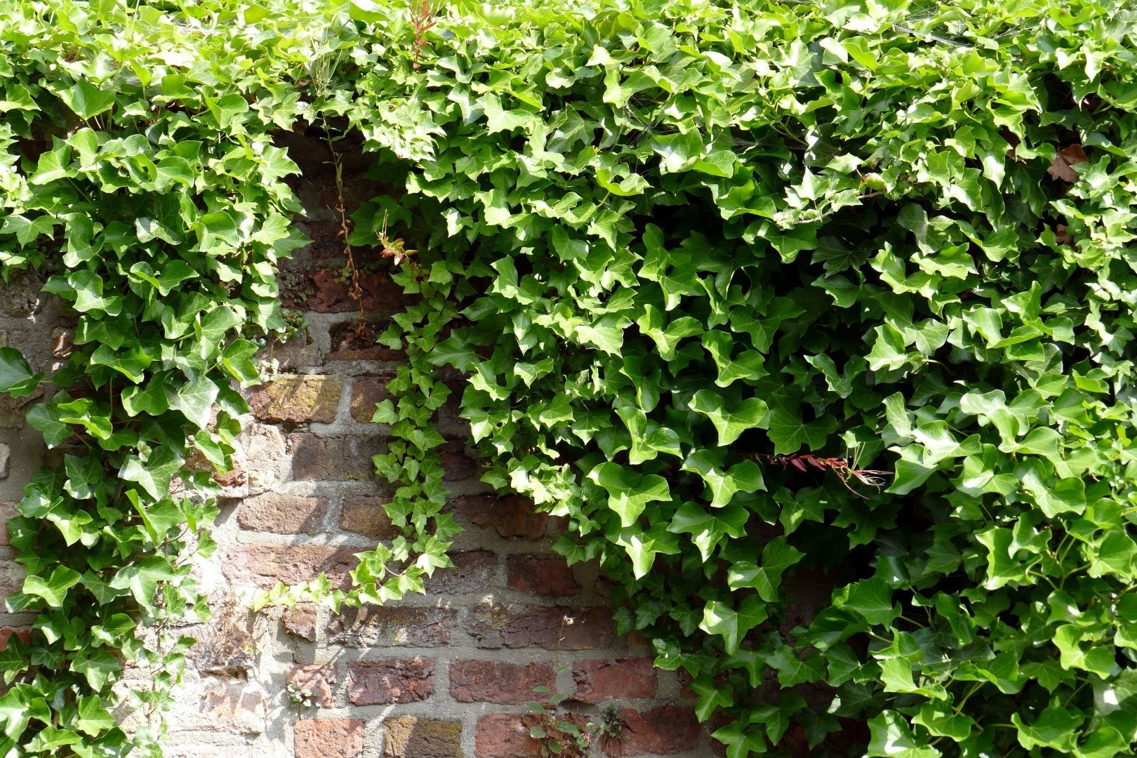 Плющ обыкновенный HEDERA HELIX вечнозеленый