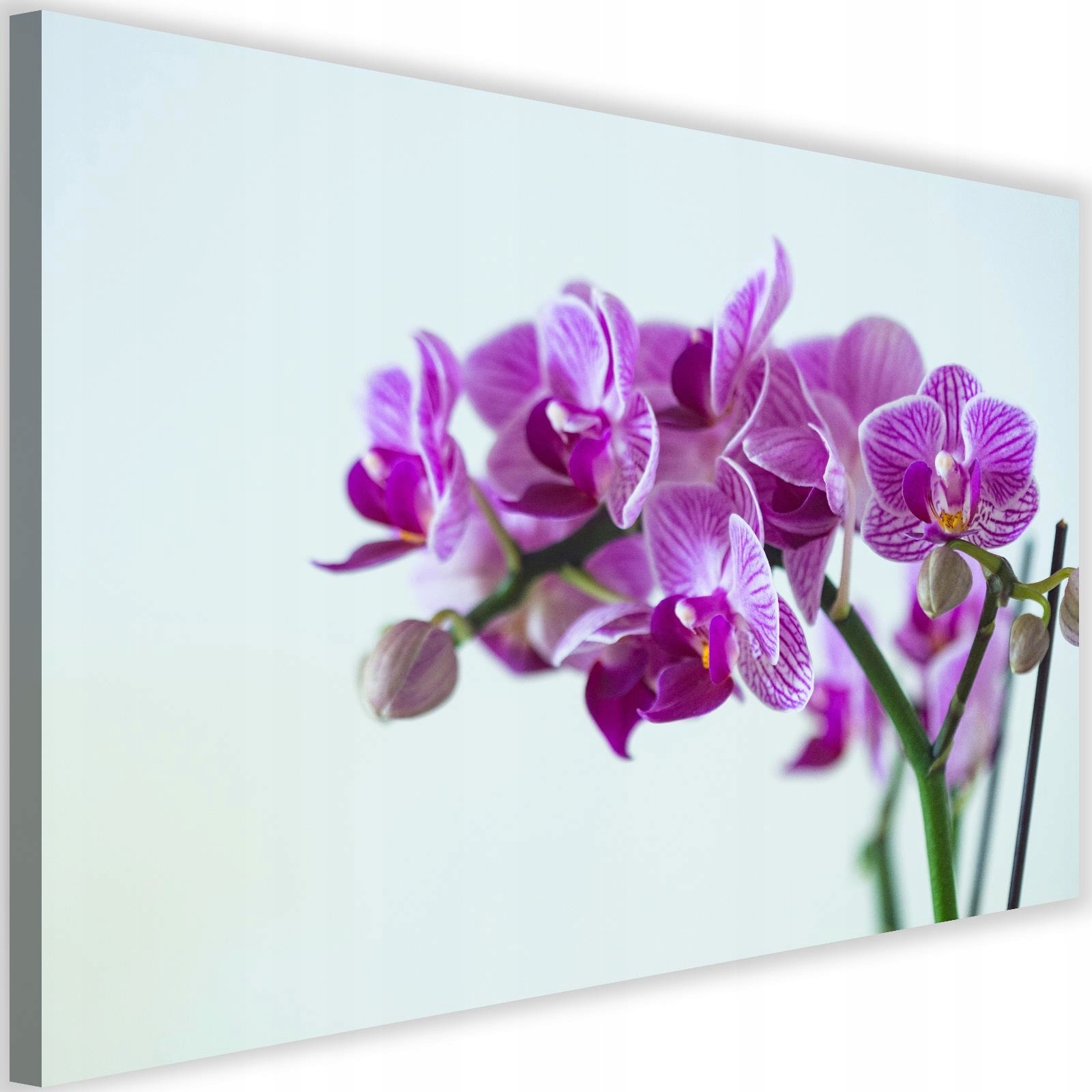 

Obraz Na Ścianę Kwiaty Fioletowy Storczyk 120x80