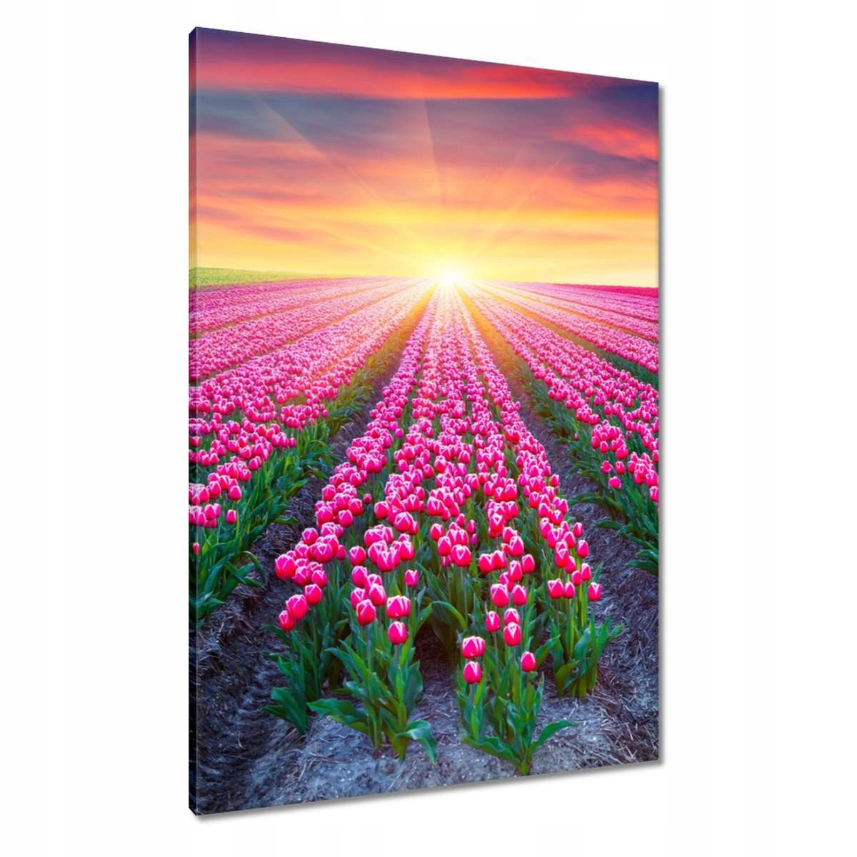 Obrazy 70x100 Moře tulipánů Květiny