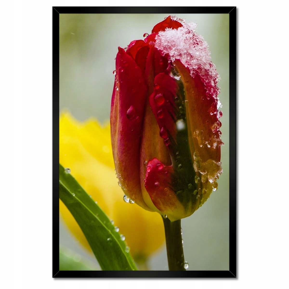 Plakáty v rámu 40x60 Tulipány Květiny