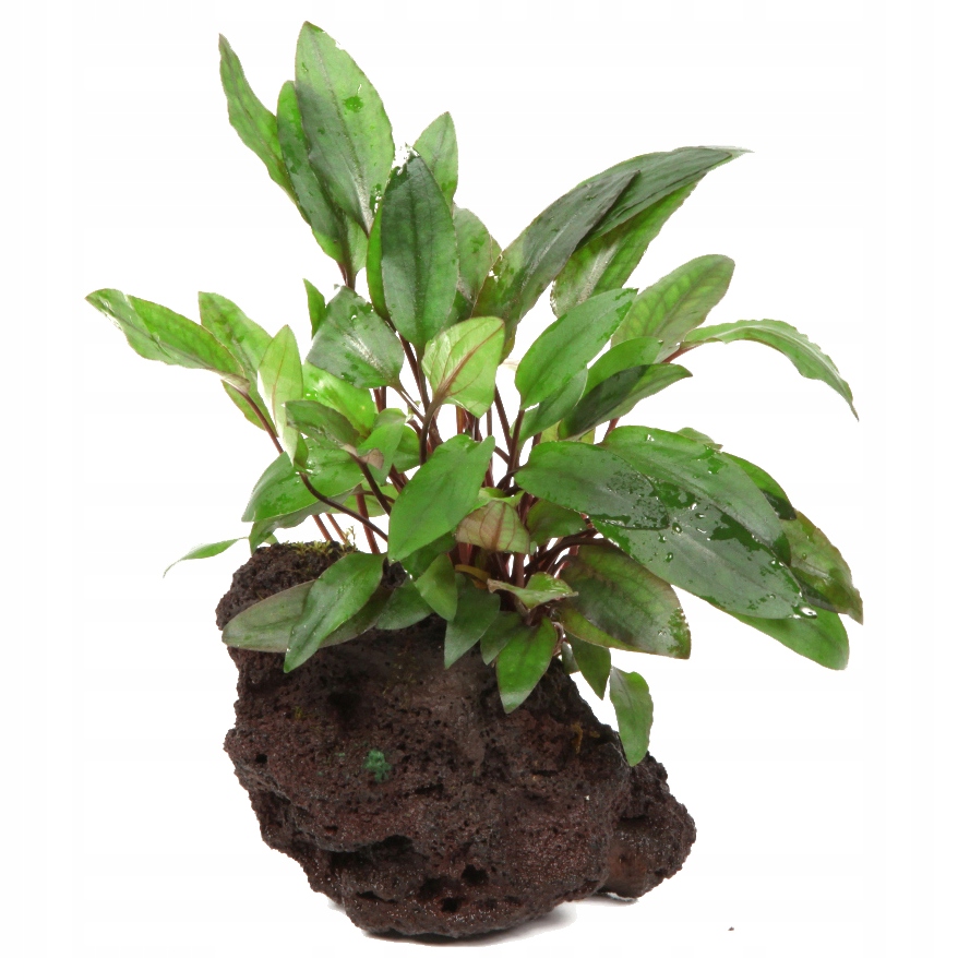 Cryptocoryne beckettii Petchii na lawie - TROPICA