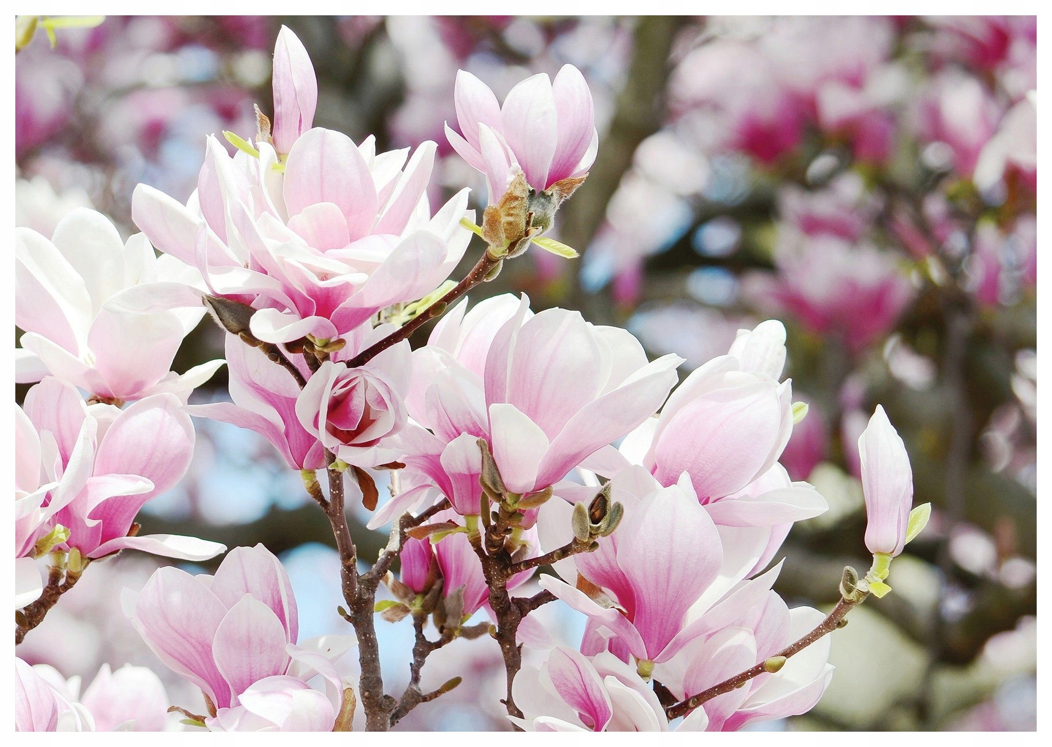 Fototapeta flizelina Magnolie růžové květy elegance do domu 368x280 lepidlo