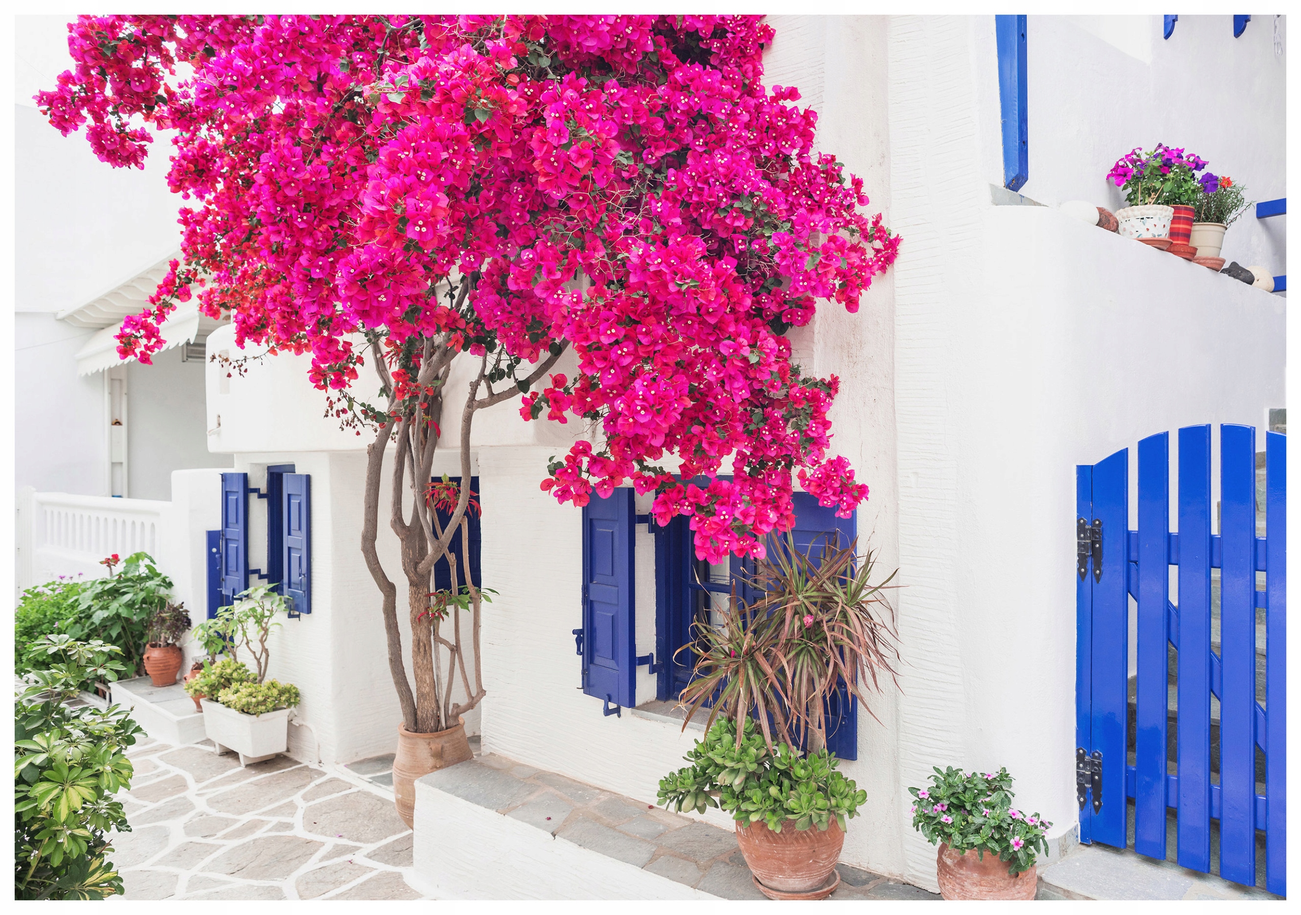 Fototapeta Bugenwilla Růžový sen modrá okna harmonie barev 254x184 lepidlo