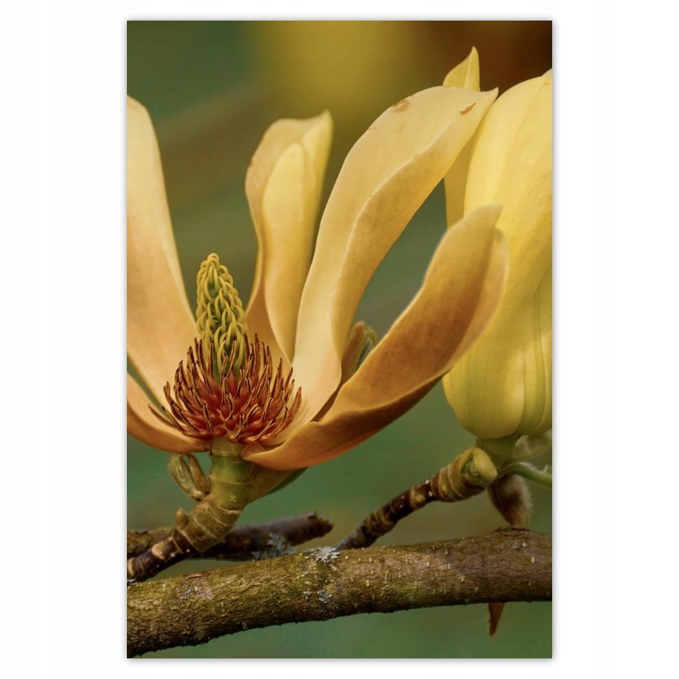 

Plakat Naklejka 40x60 Kwiatki Kwiaty Kwiatuszki