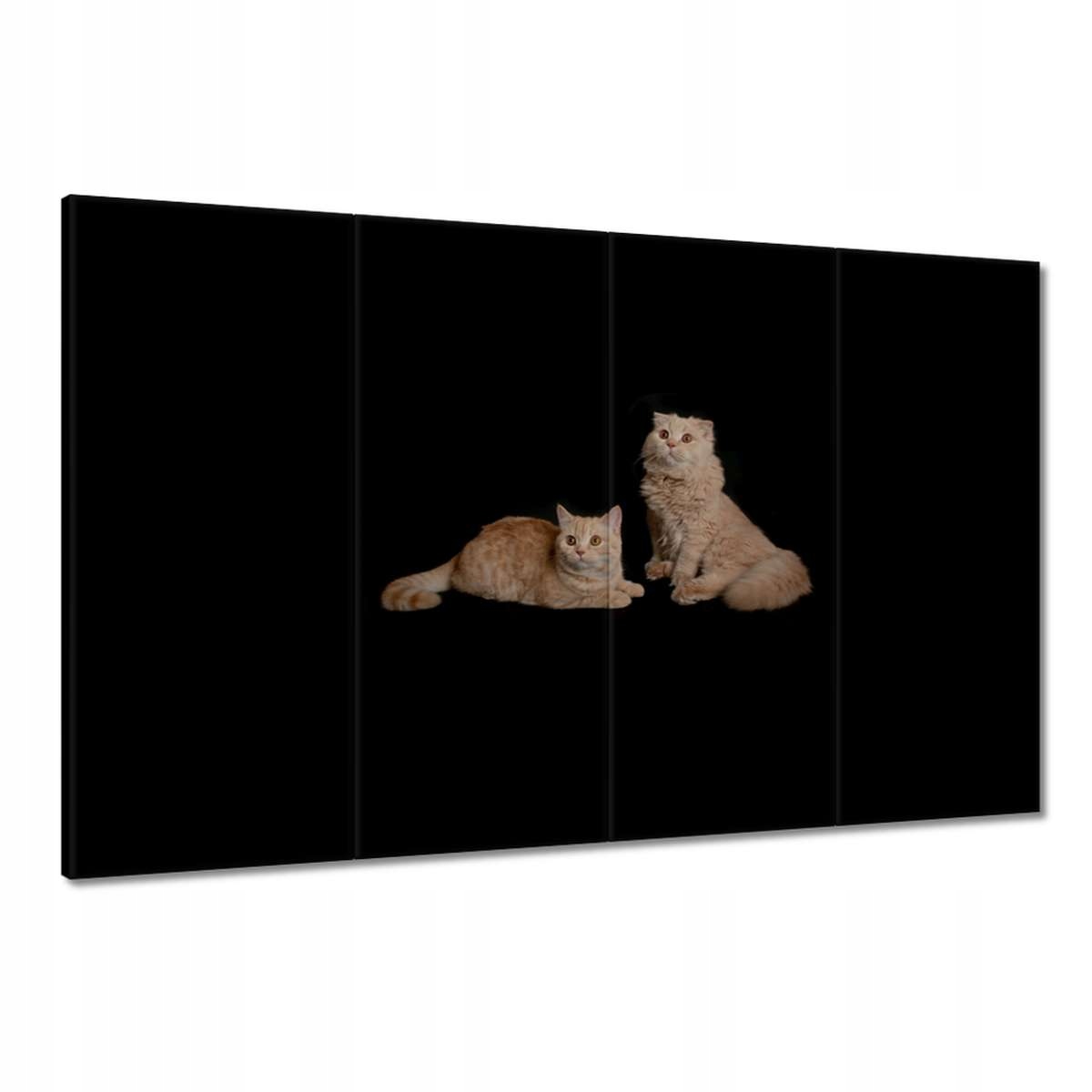Obrazy 120x80 Rudé britské kočky