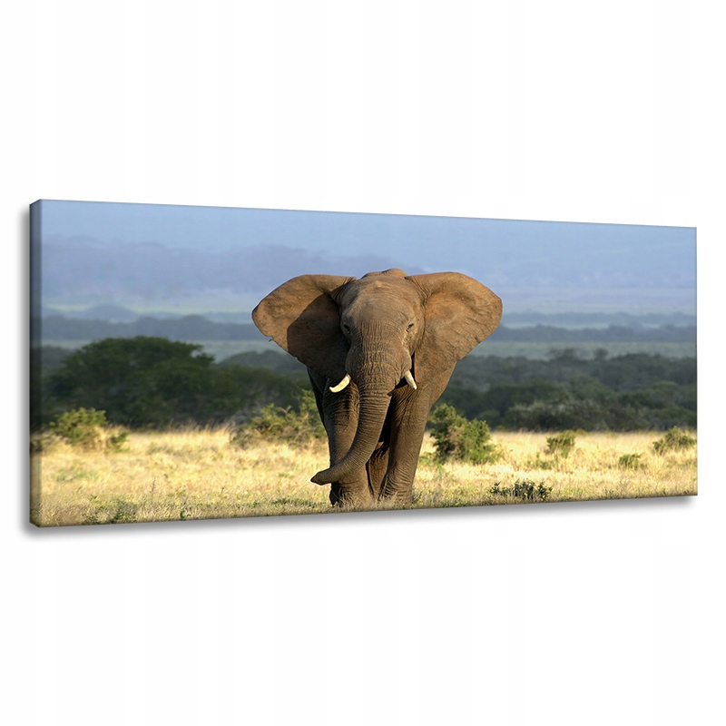 Obraz na plátně Slon Afrika Savana Příroda Umění 120x60 cm