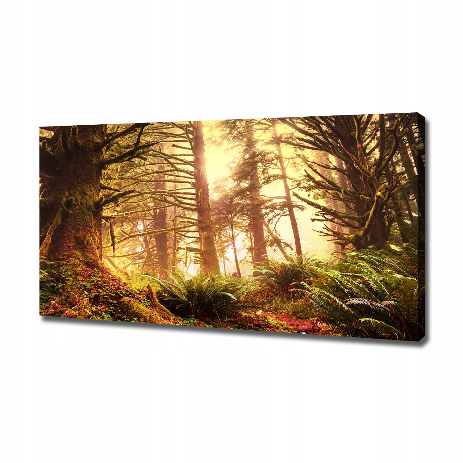 

Foto obraz na płótnie Las deszczowy 120x60 cm