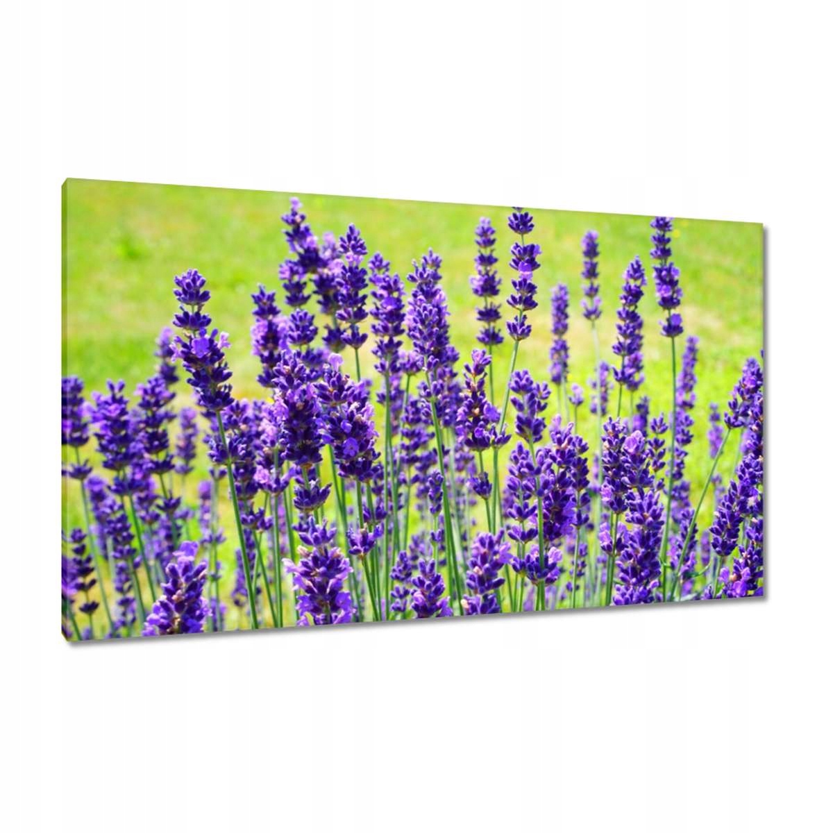 Obrazy 120x70 Květy levandule