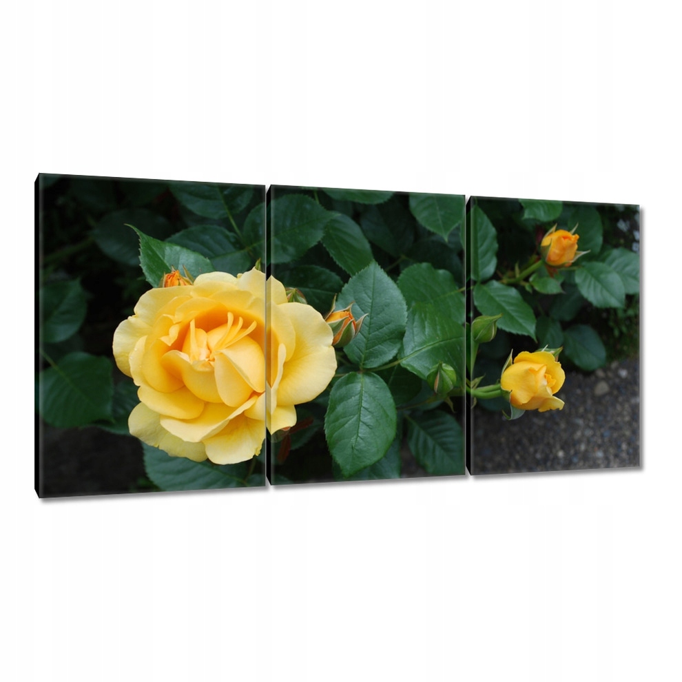 

Obrazy 120x60 Żółta róża