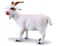 

Kozioł