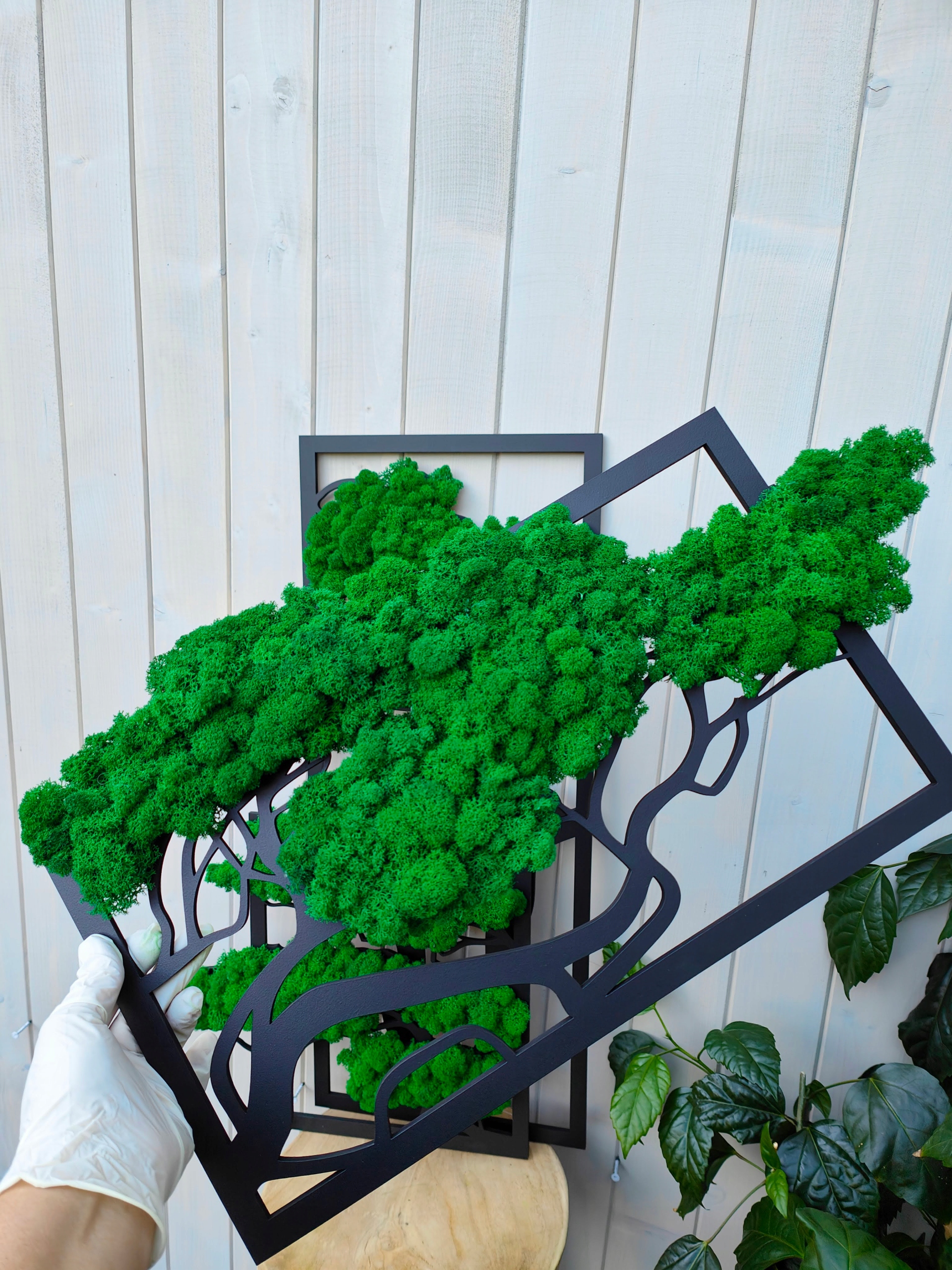 Drzewo bonsai z mchem PARA MŁODA 70 z chrobotkiem mech podziękowanie Rodzaj mech chrobotek