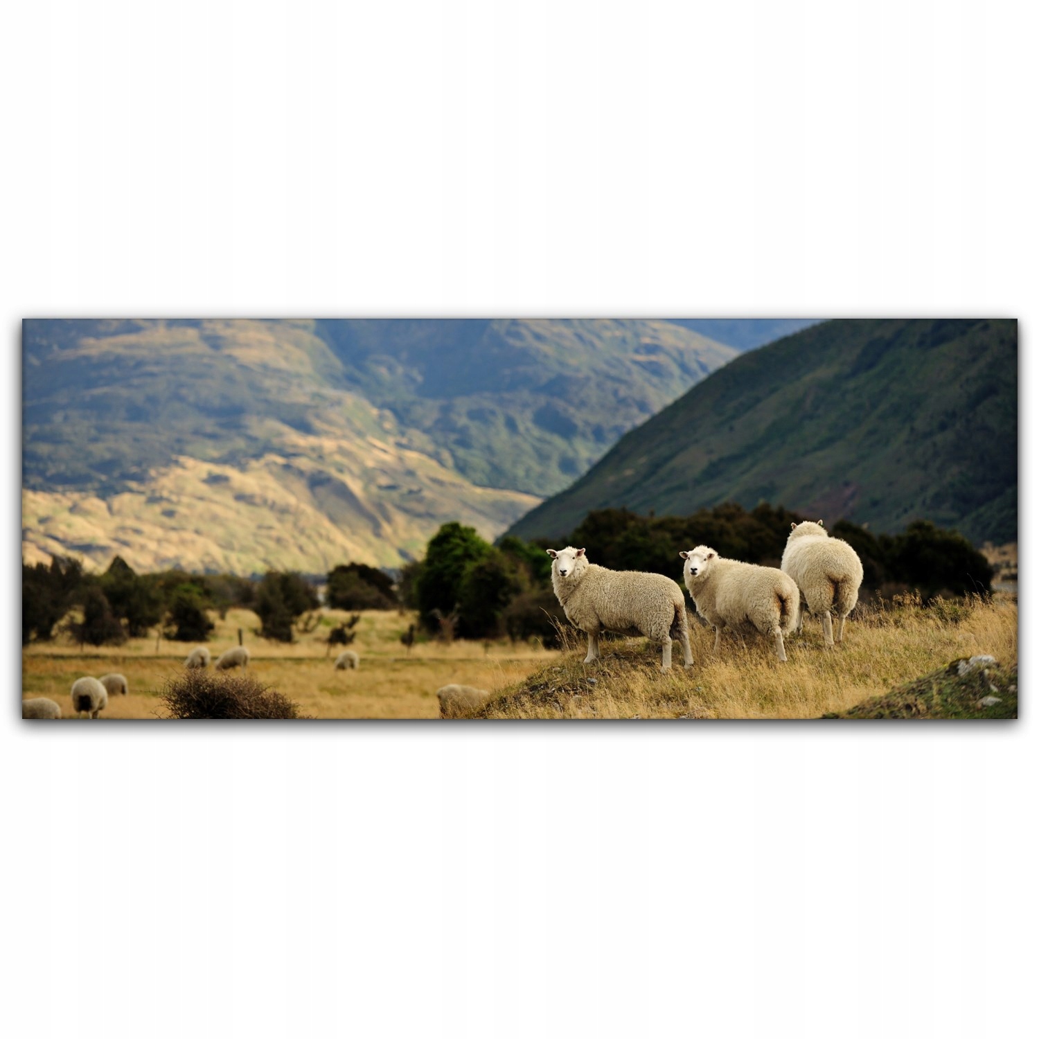 

Obraz Canvas dekoracja 125x50 Owca Nowa Zelandia