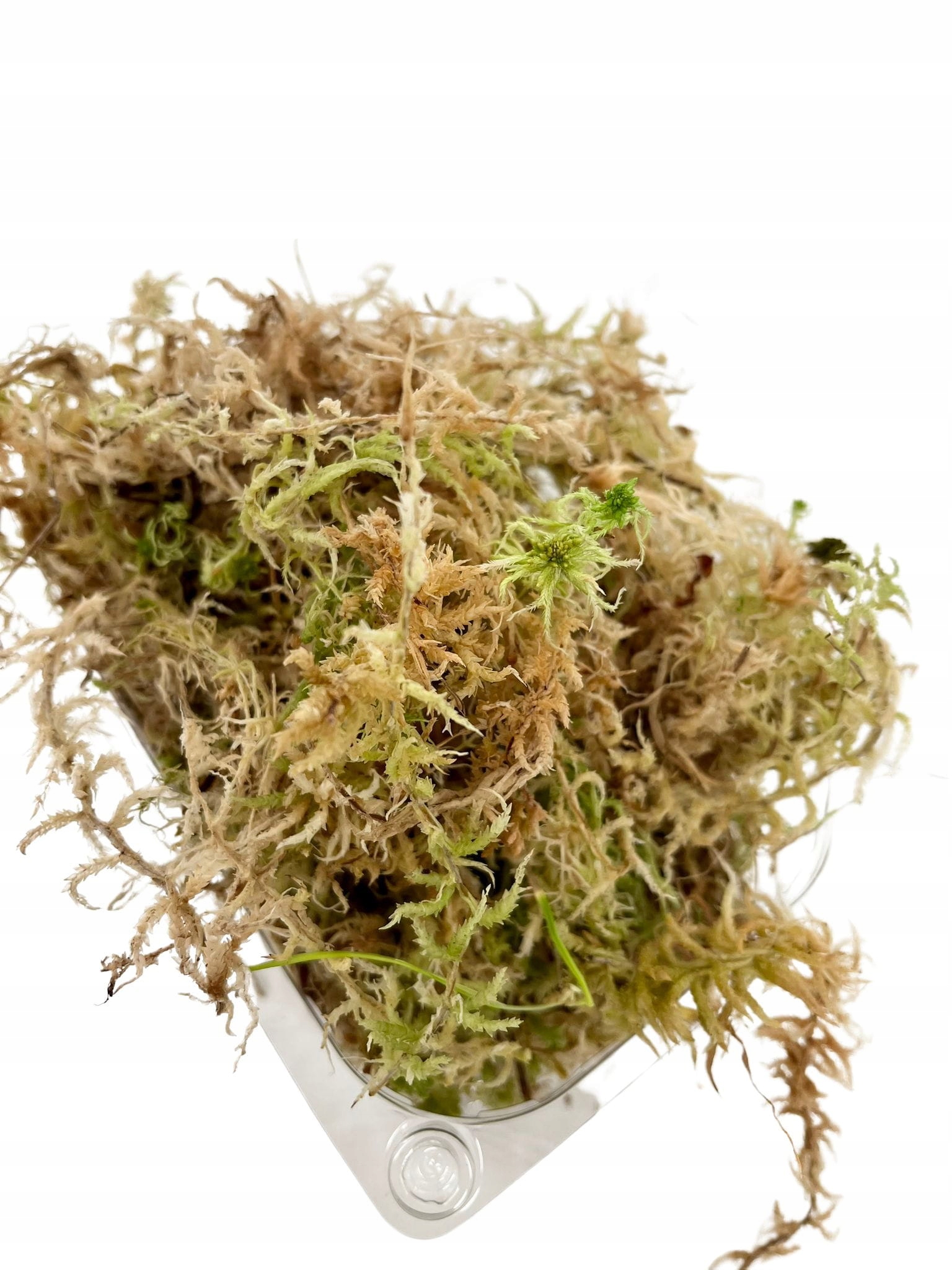 

Żywy Mech torfowiec Sphagnum Ukorzeniacz 1L