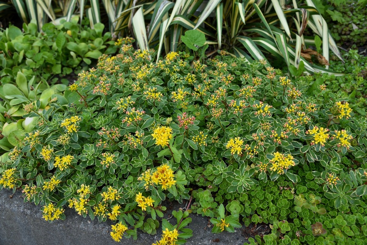 Камчатский очиток VARIEGATA (Sedum) P9