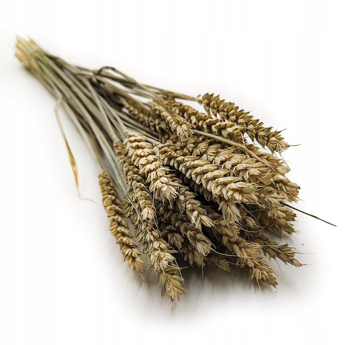 Suszona pszenica - Naturalna - zboze kłosy boho 50g POLSKA