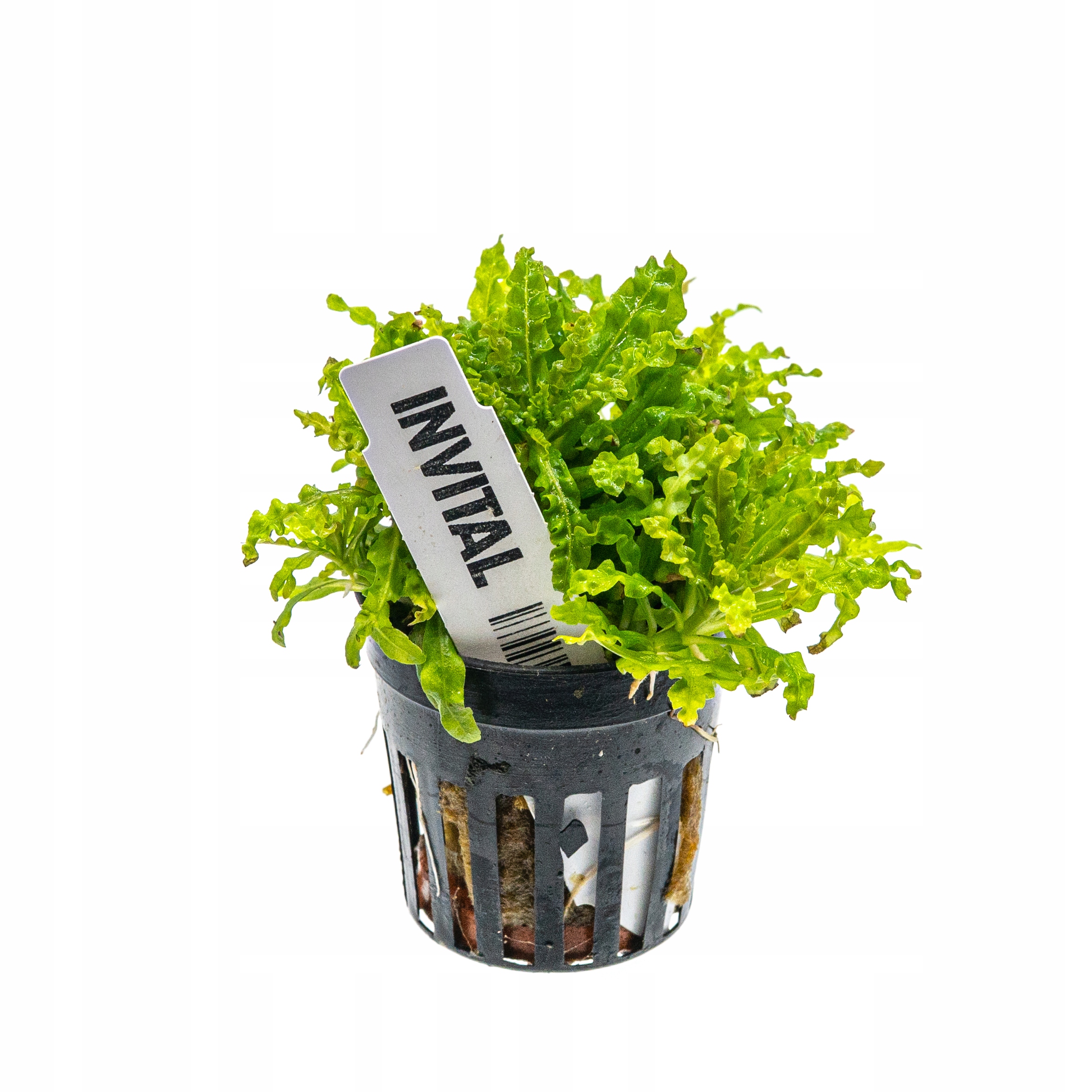 INVITAL Pogostemon helferi корзина Ø 5,5 см