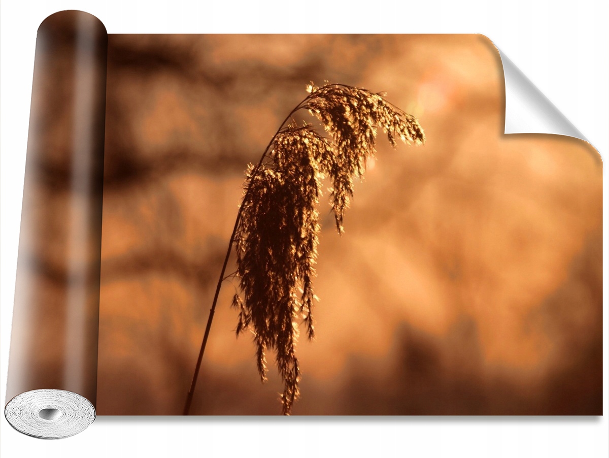 

Tapeta Samoprzylepna Trzcina Trawa 152x104