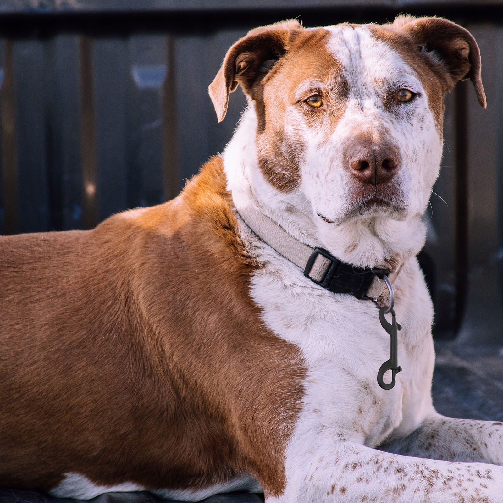 2 SZT. DWUSTRONNY HACZYK SPUSTOWY KLIPS ZATRZASKOWY HACZYK Marka bez marki