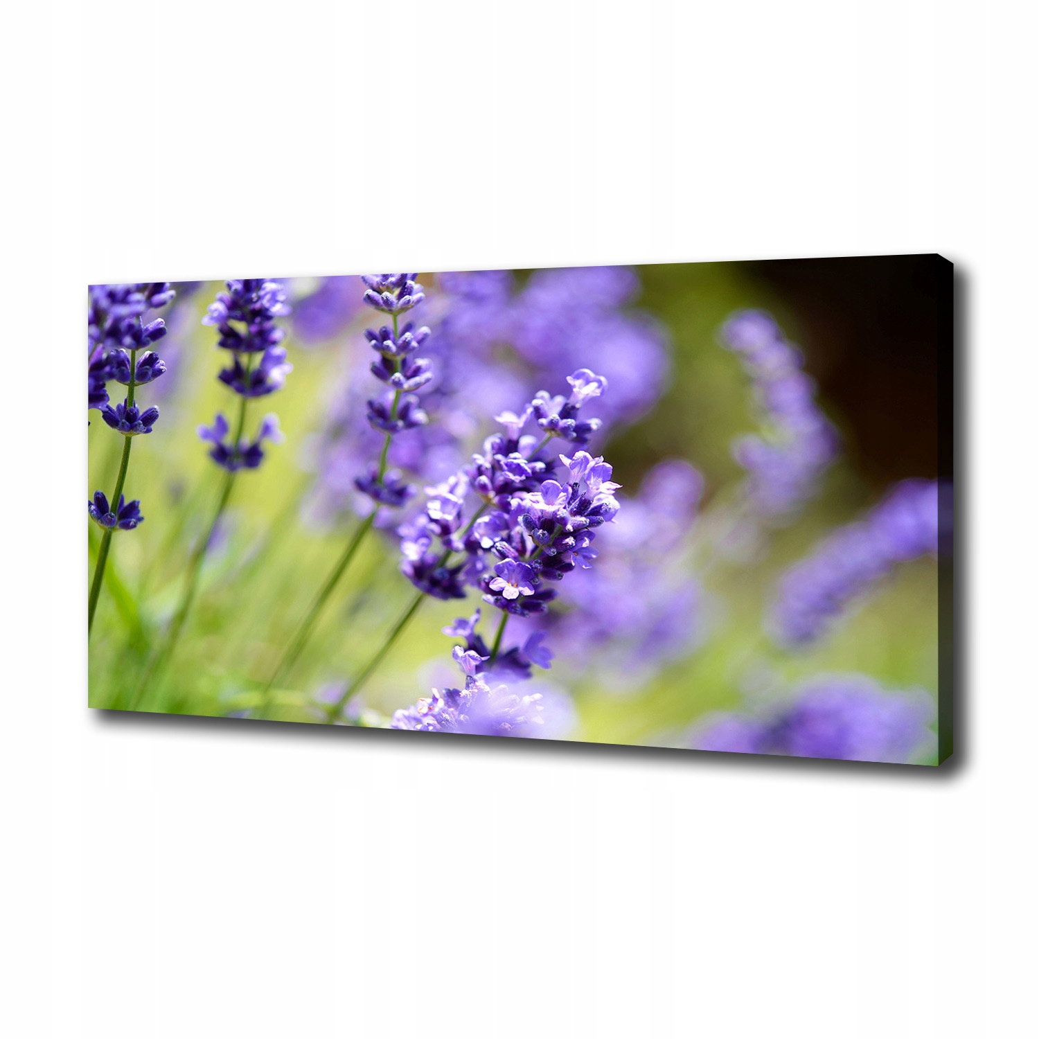 

Foto obraz canvas na ścianę Lawenda 100x50 cm