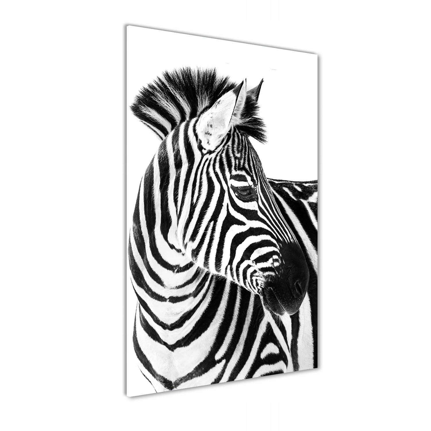 

Foto obraz zdjęcie na szkle Zebra w śniegu 60x120