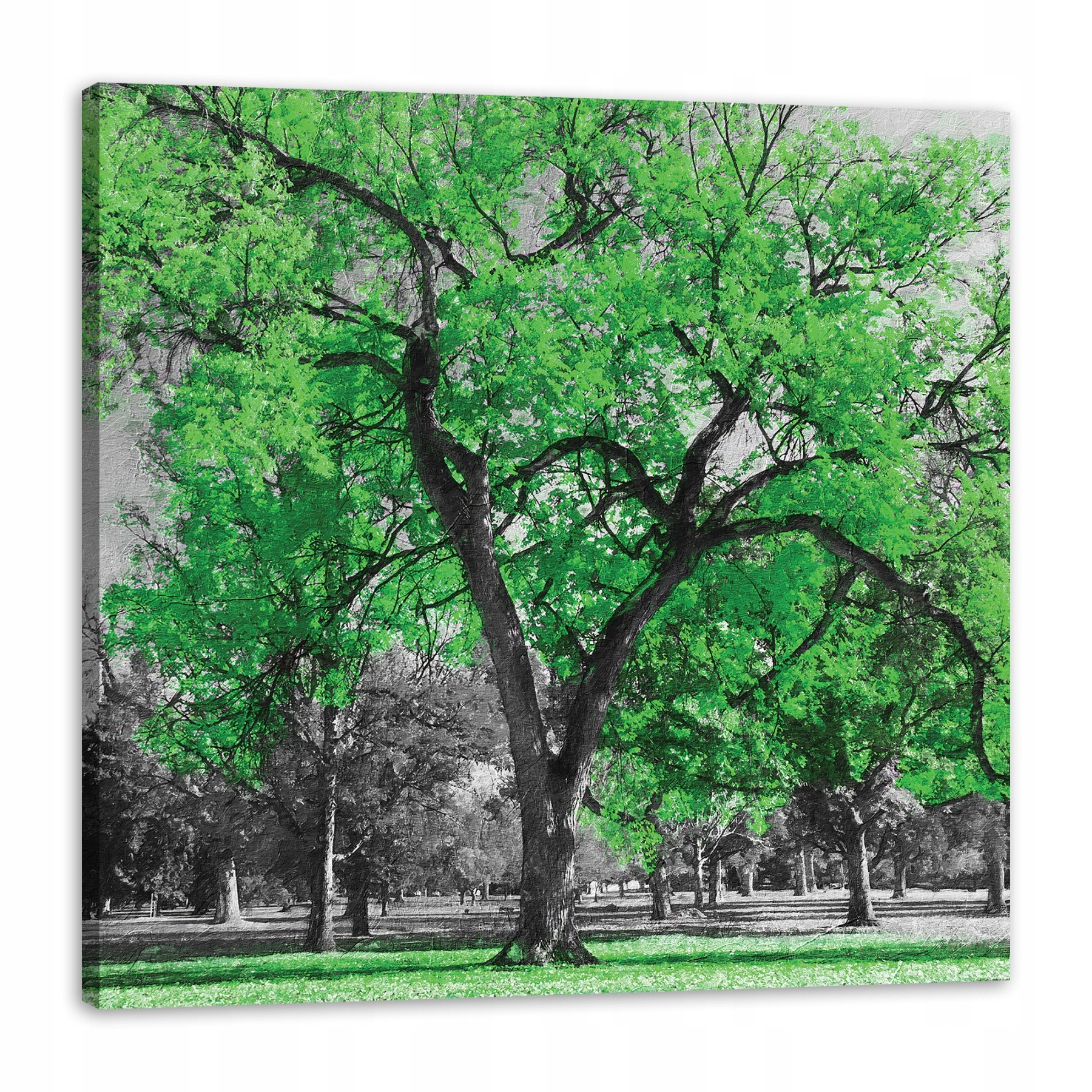Obraz na plátně Černé Stromy Zelené Listy Umění 80x80 cm