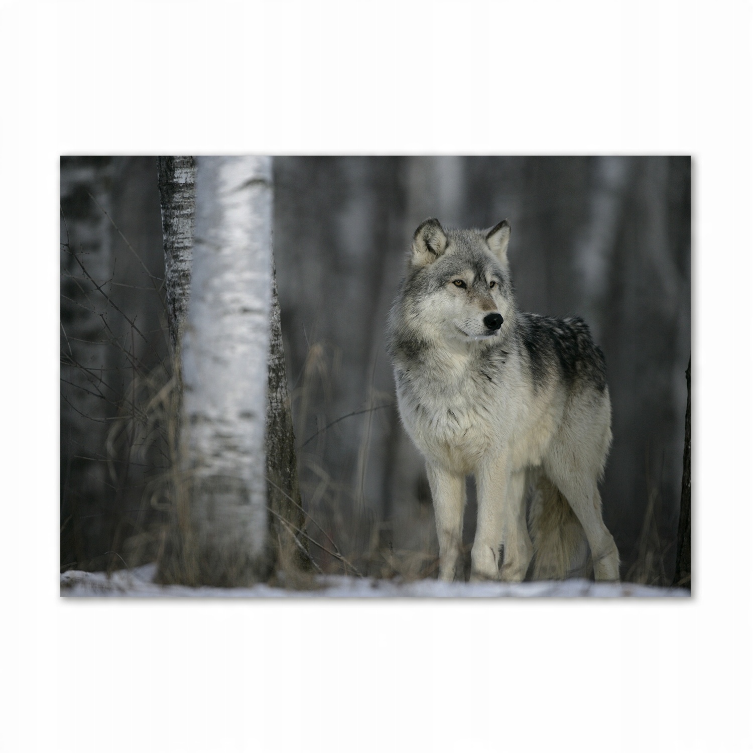 

Foto-obraz szkło hartowane Szary wilk 100x70