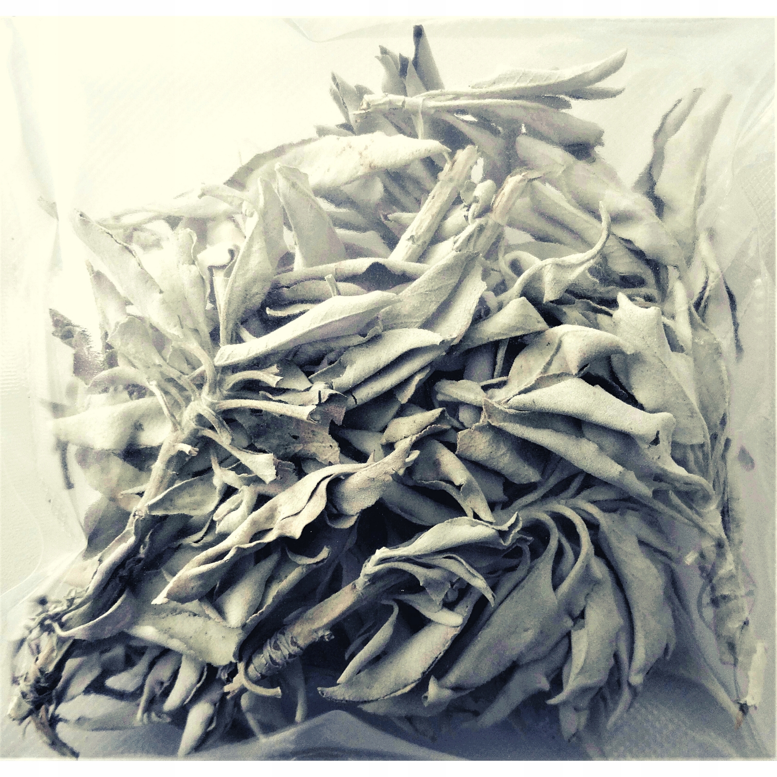 BIAŁA SZAŁWIA SALVIA APIANA LUZEM 100G XXL KLASA I EAN (GTIN) 5903684211463