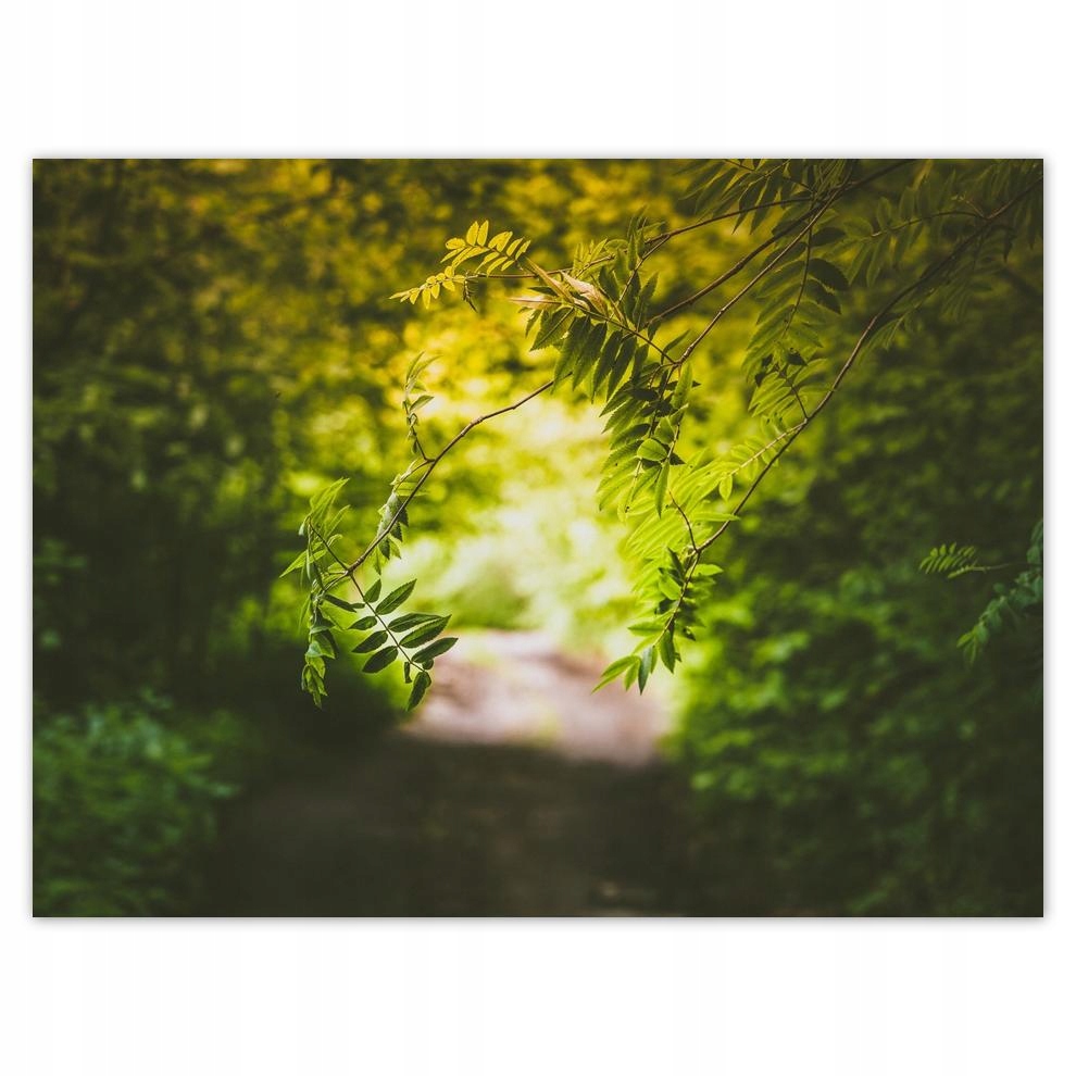 

Plakat 40x30 Zielone listki Liście