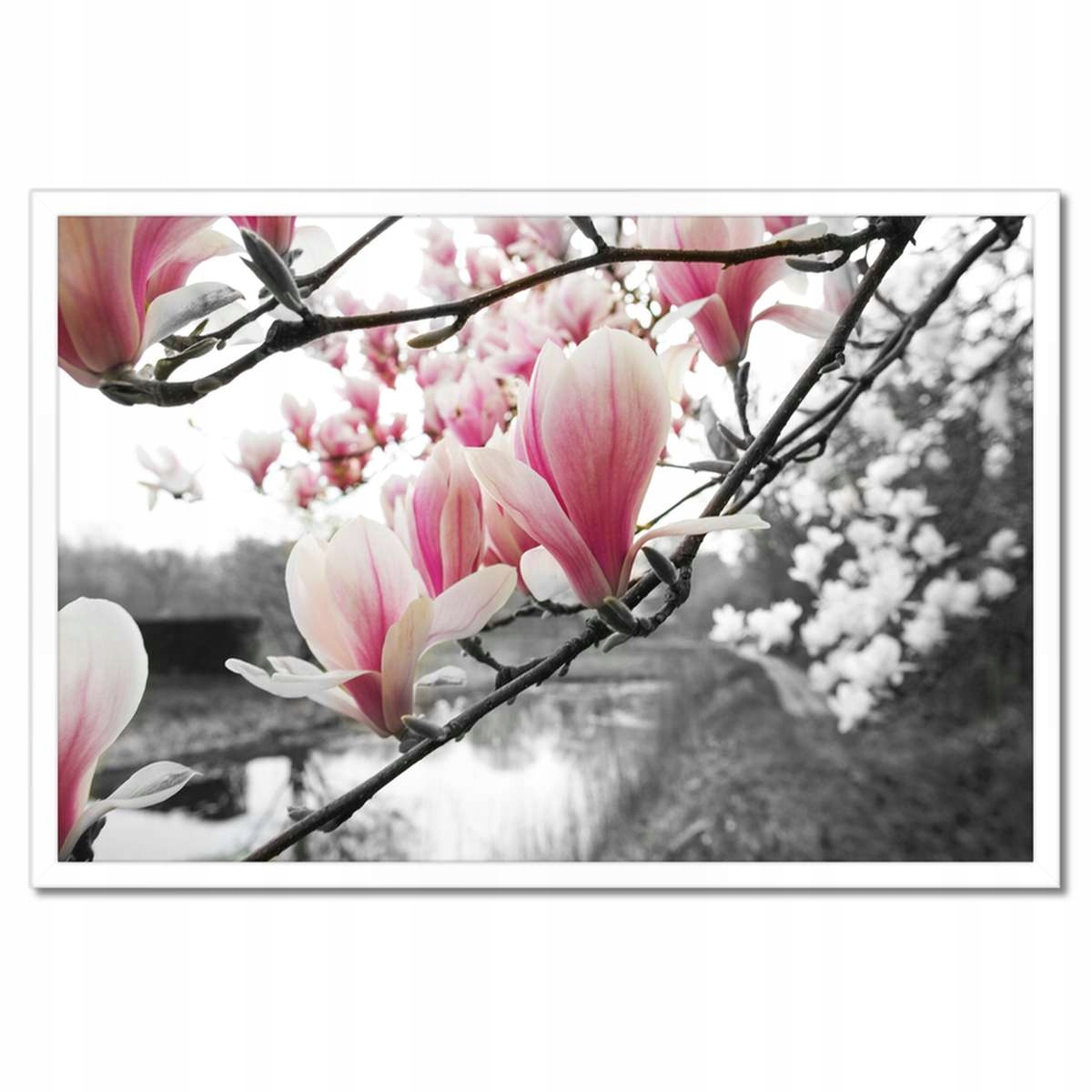 Plakáty v rámu 60x40 Magnolie Květiny