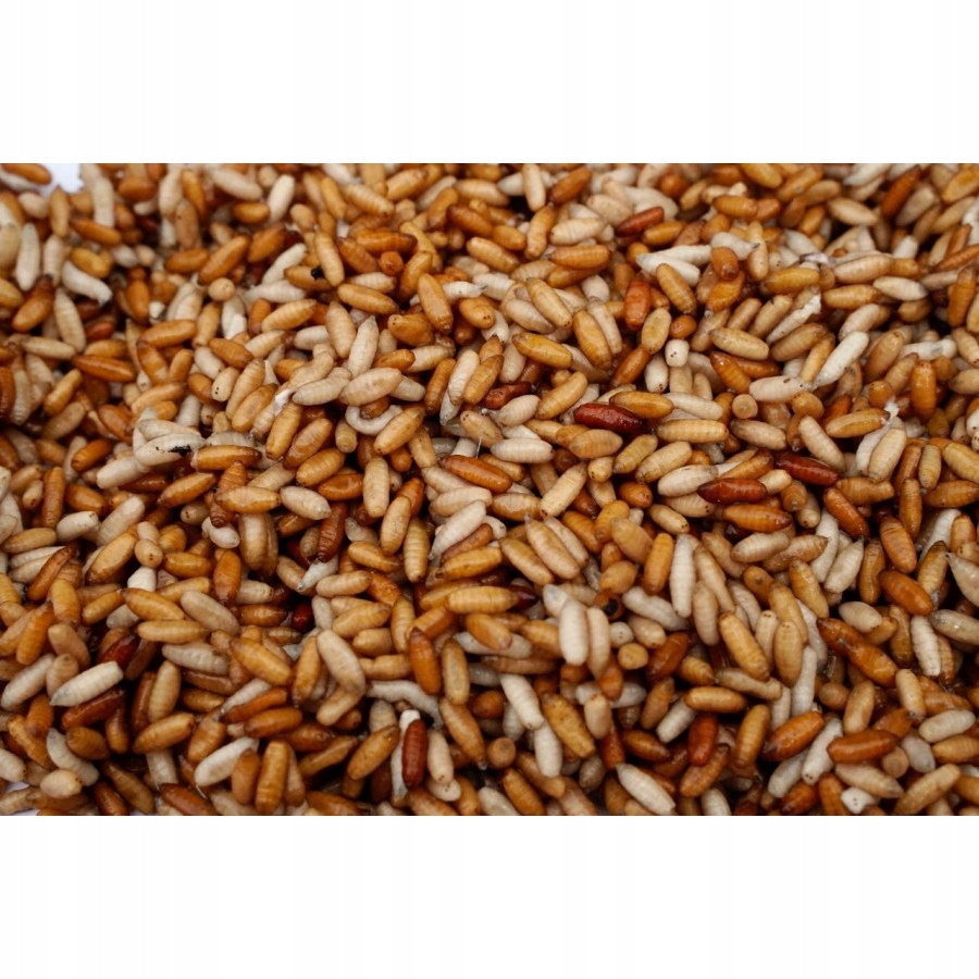 ROBAK KASTER 0,5 L ŻYWA PRZYNĘTA WĘDKARSKA