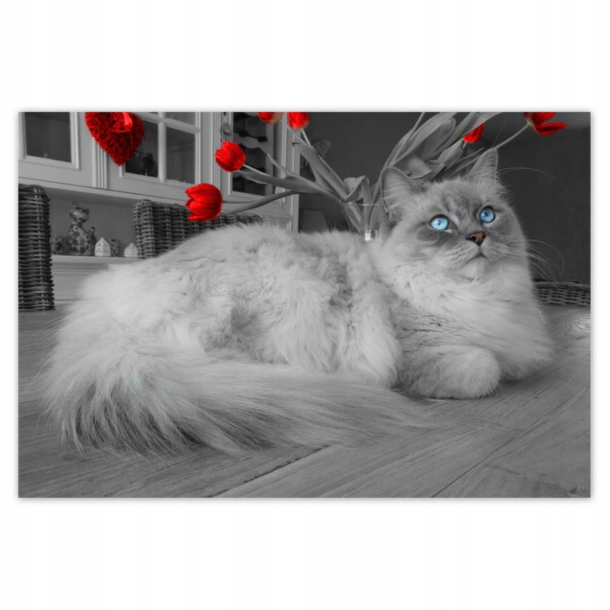 Plakáty 200x135 Kočka Ragdoll