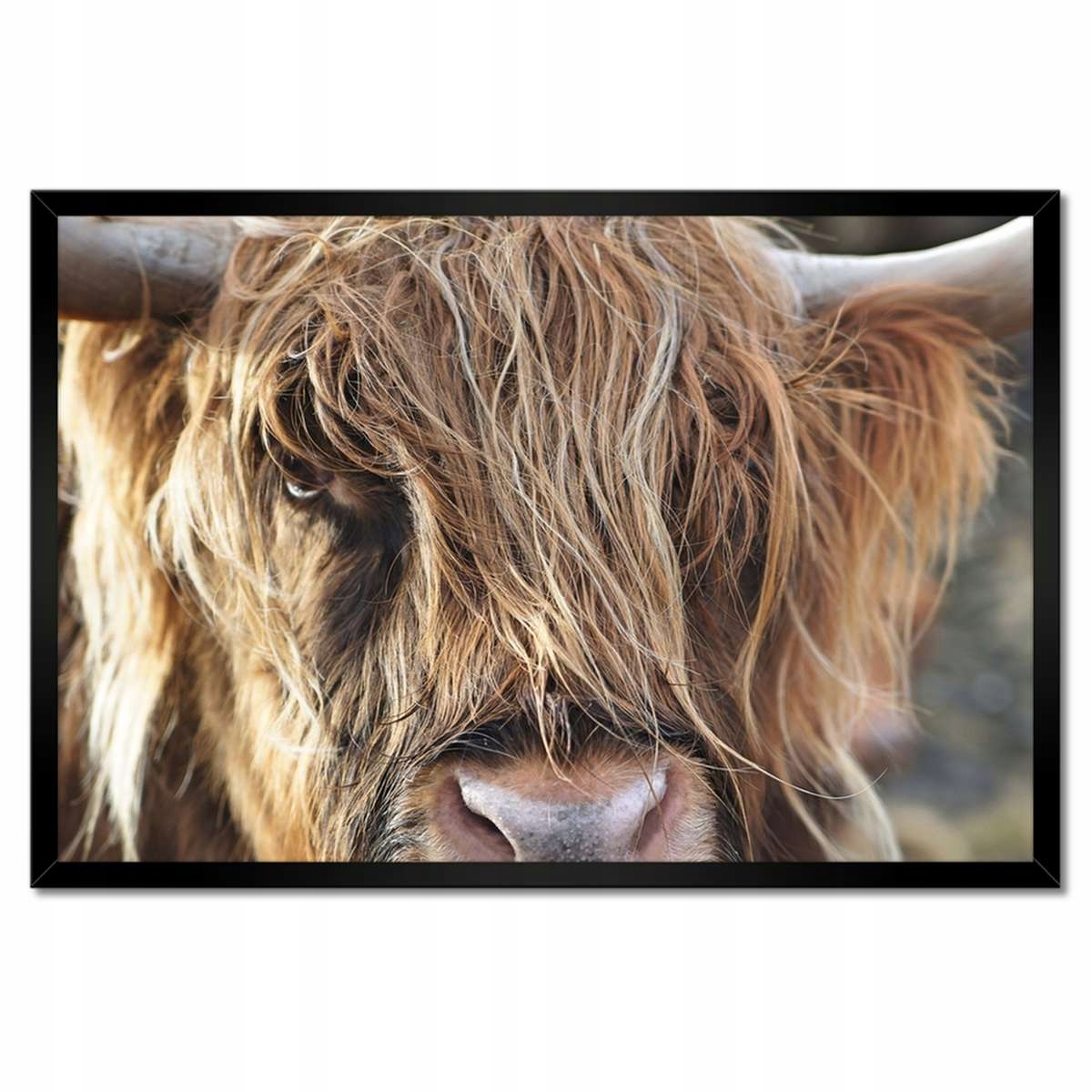 Plakáty v rámu 60x40 Skotská kráva s rohy