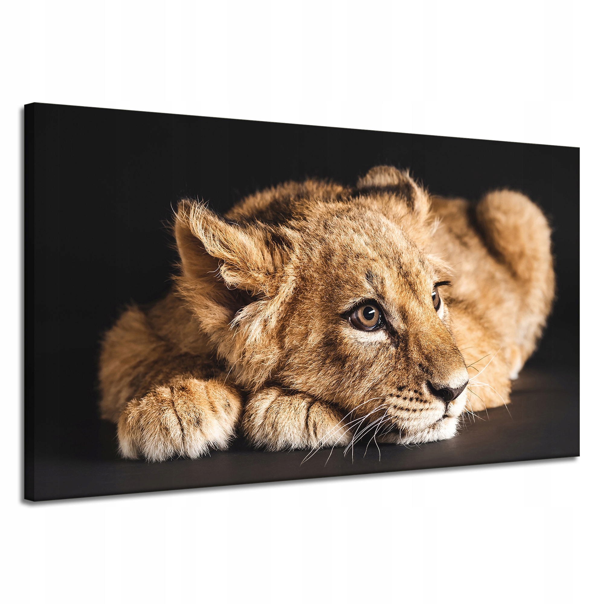 Obraz na plátně Ležící malý lev příroda 120x70 cm Ideální jako dárek