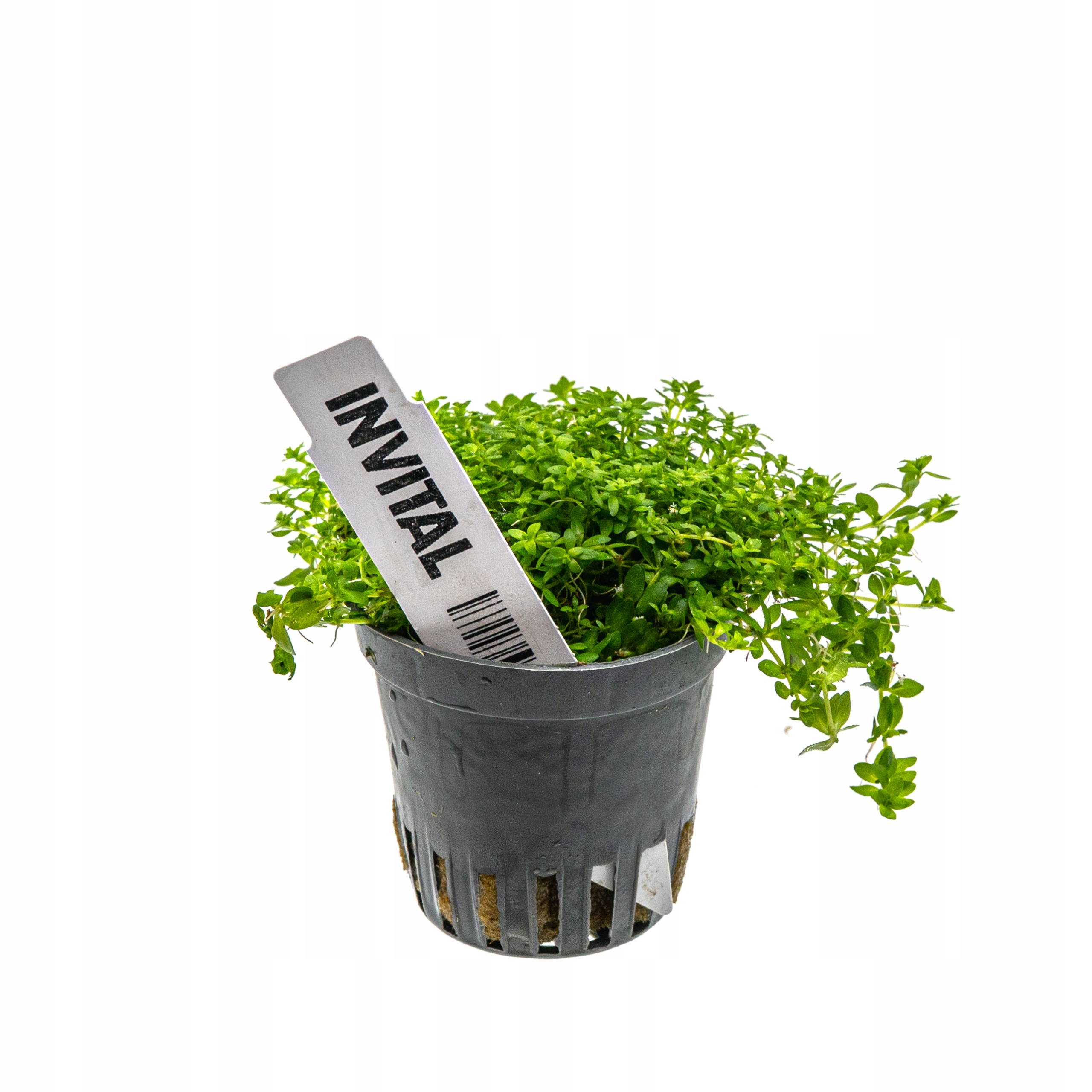 INVITAL Micranthemum micranthemoides koszyk Ø 5,5 cm