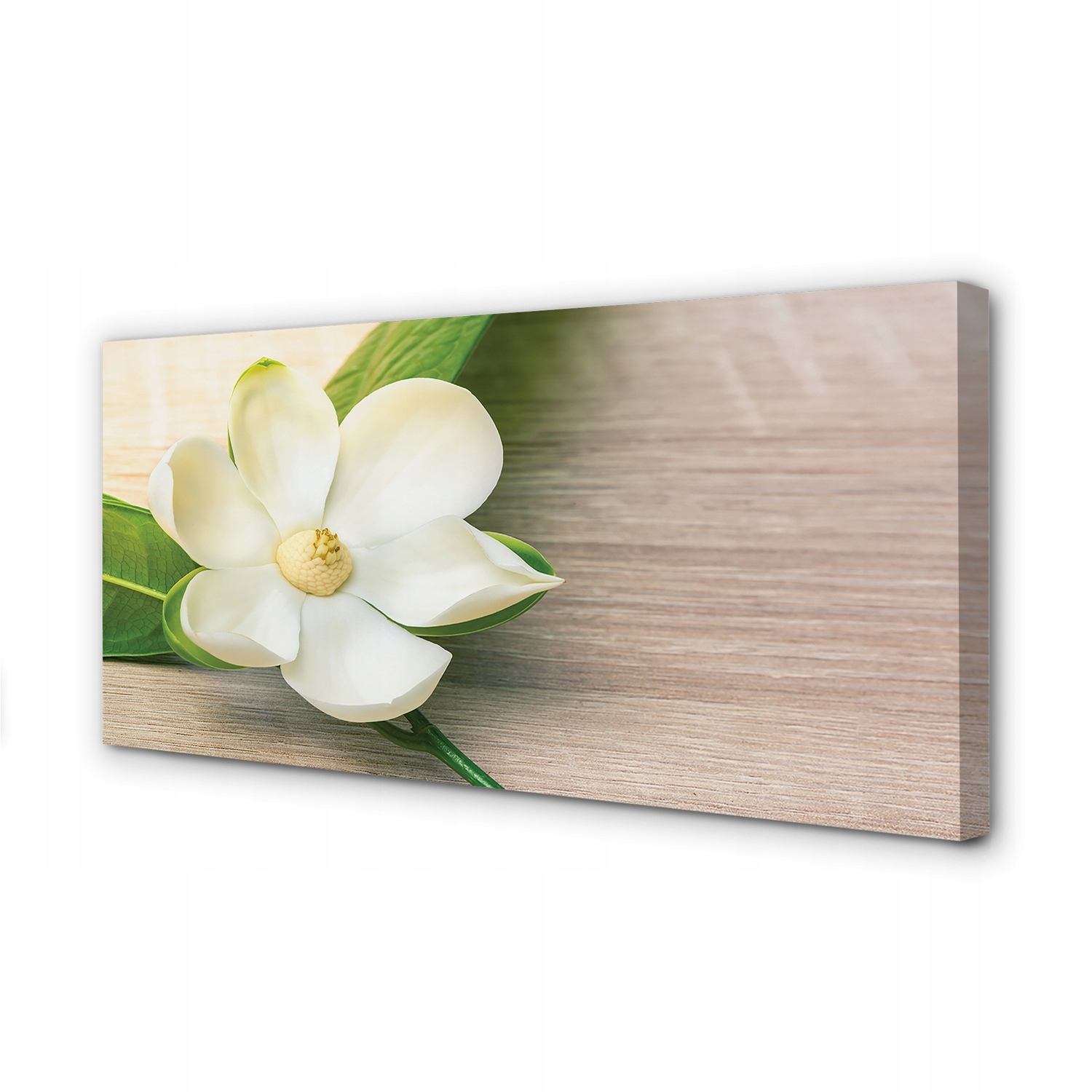 Obraz na plátně moderní Bílá magnolie 140x70