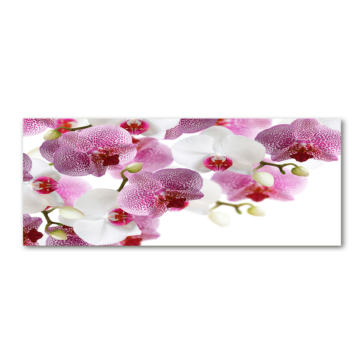 

Foto obraz duży akryl nowoczesny Orchidea 125x50cm