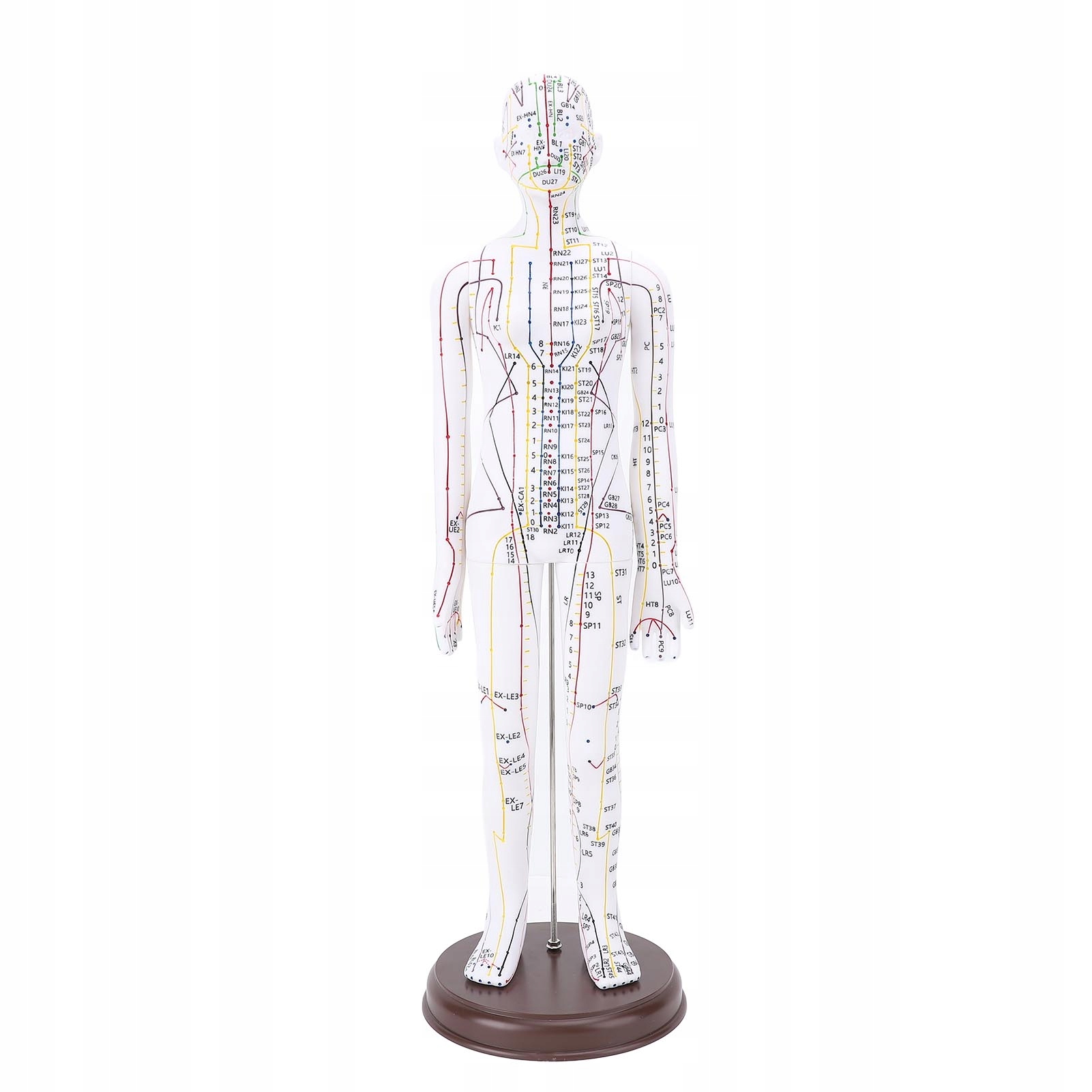 Model Anatomiczny Kobiety Do Akupunktury Meridiany 52CM Książeczka